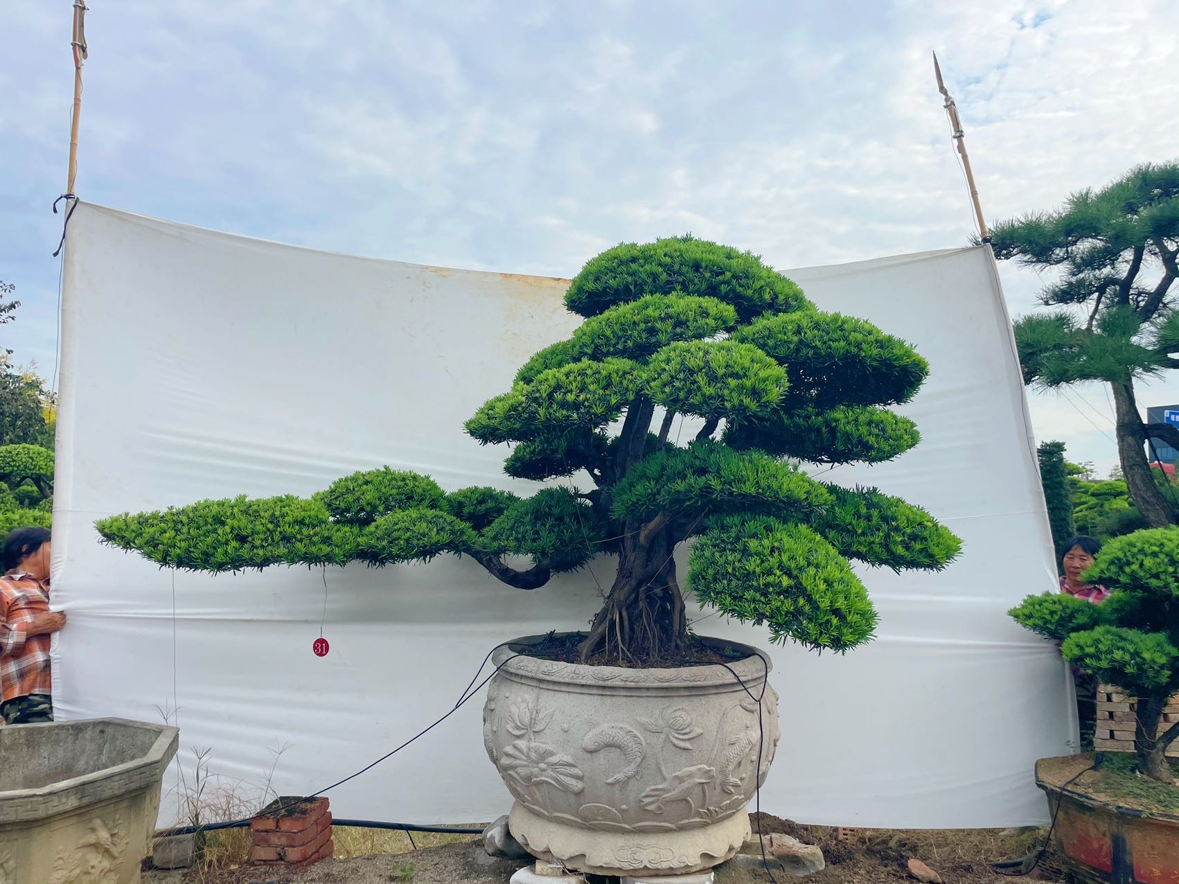 提根弯杆罗汉松实拍