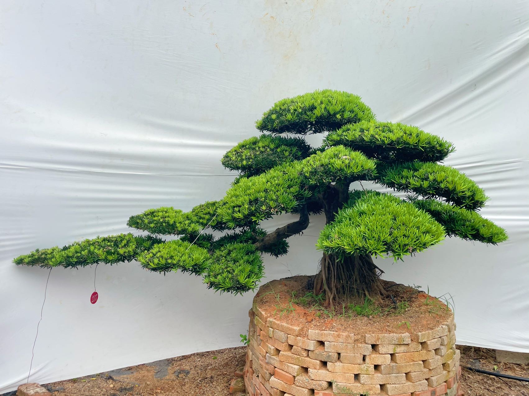 提根弯杆罗汉松实拍