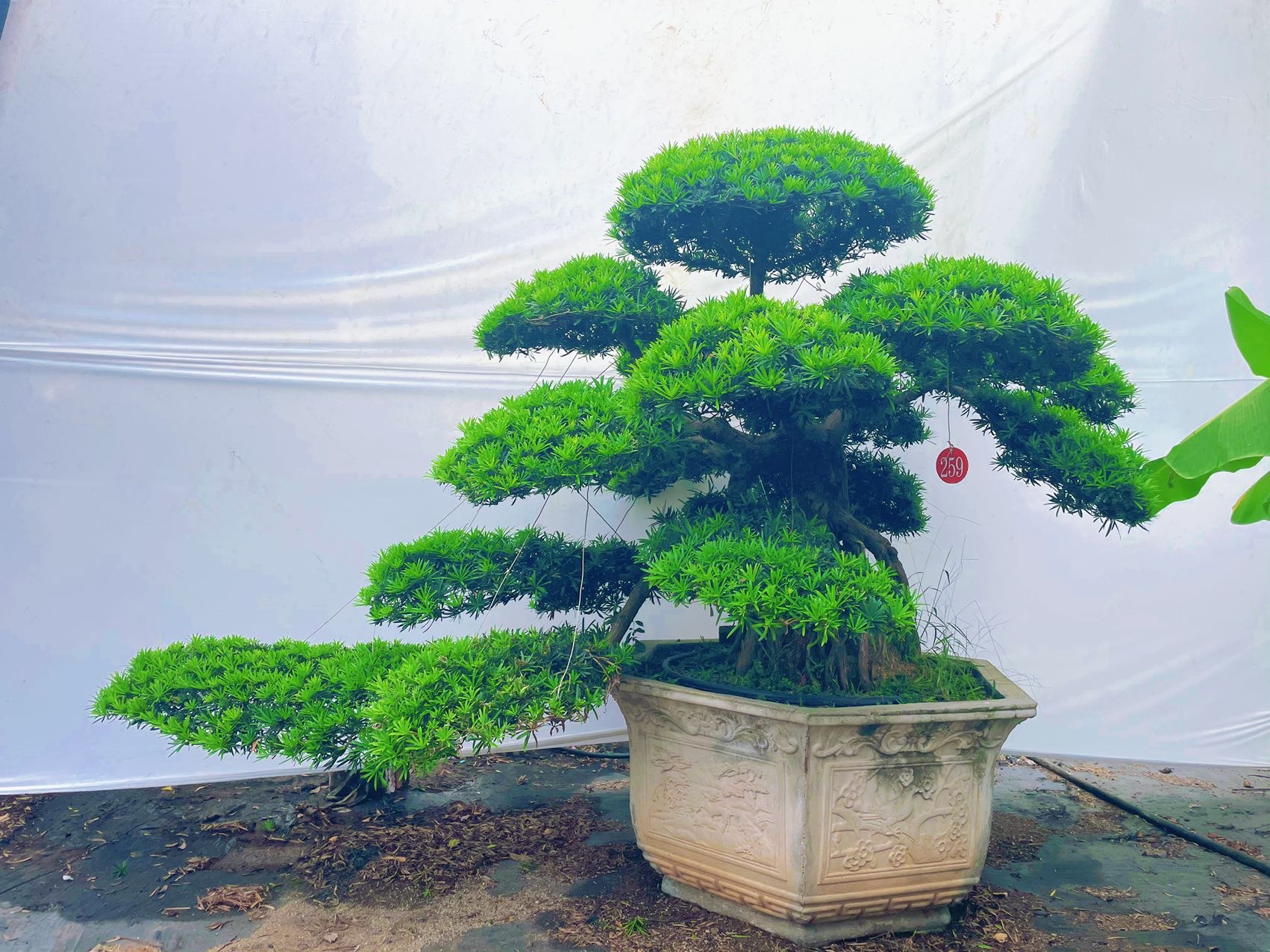 提根弯杆罗汉松实拍