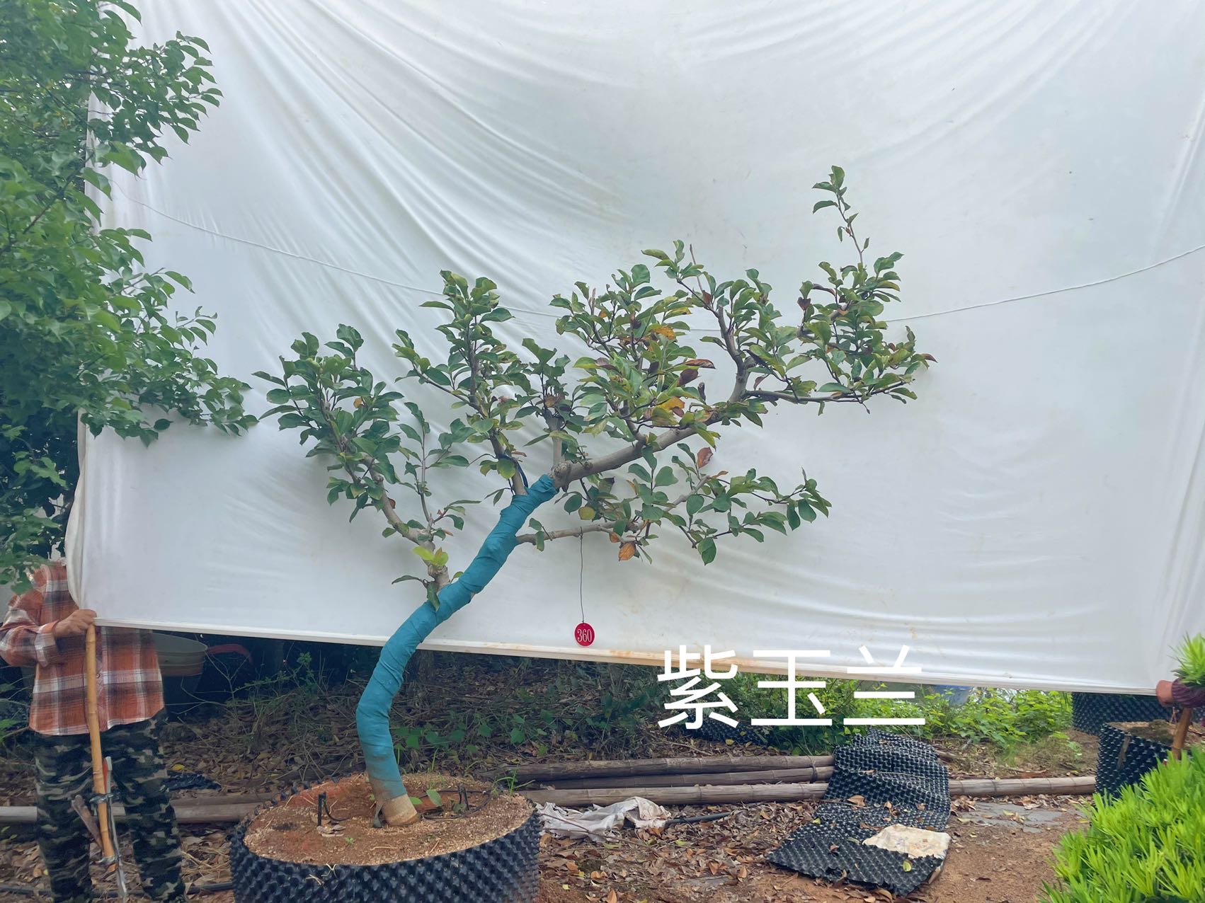 造型玉兰实拍