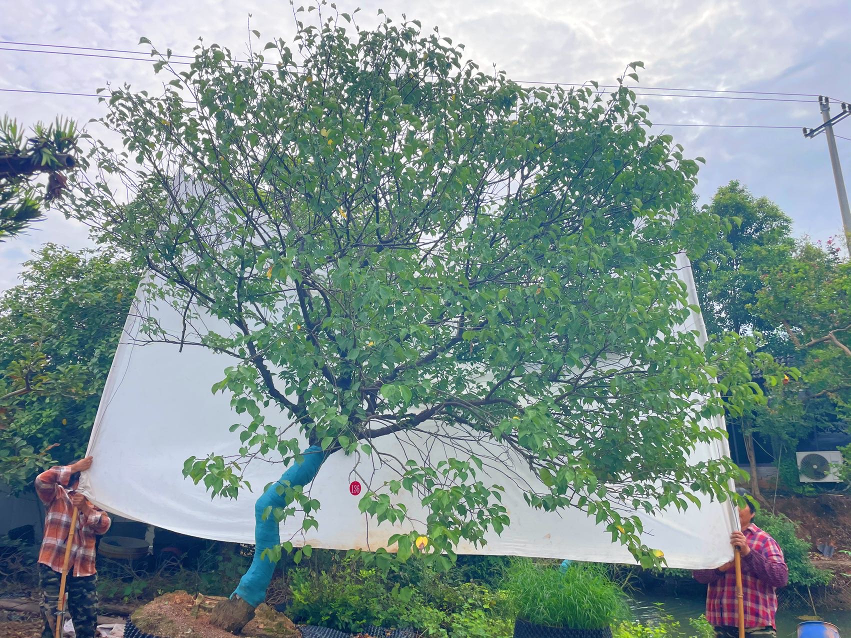 造型梅花骨里红实拍