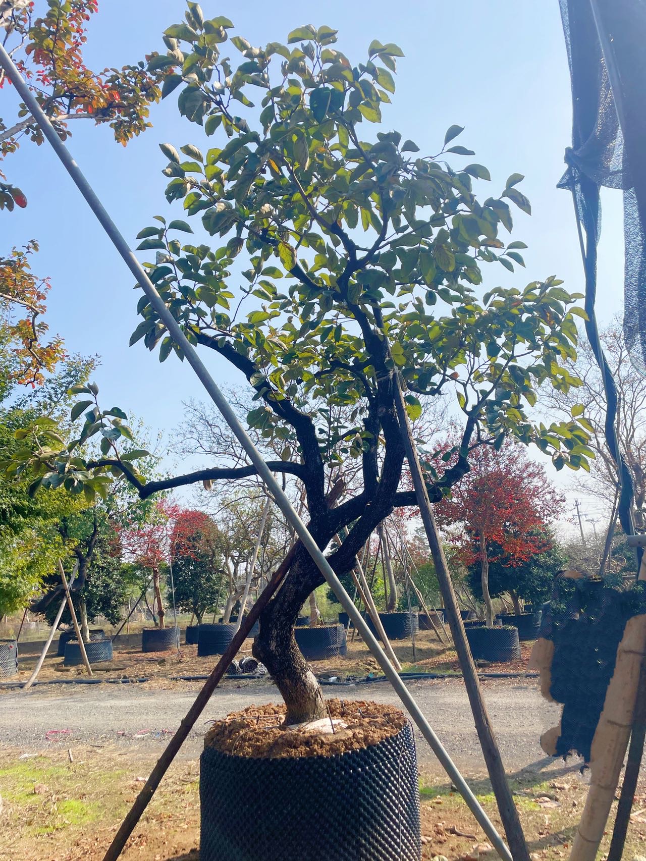 造型柿子树实拍