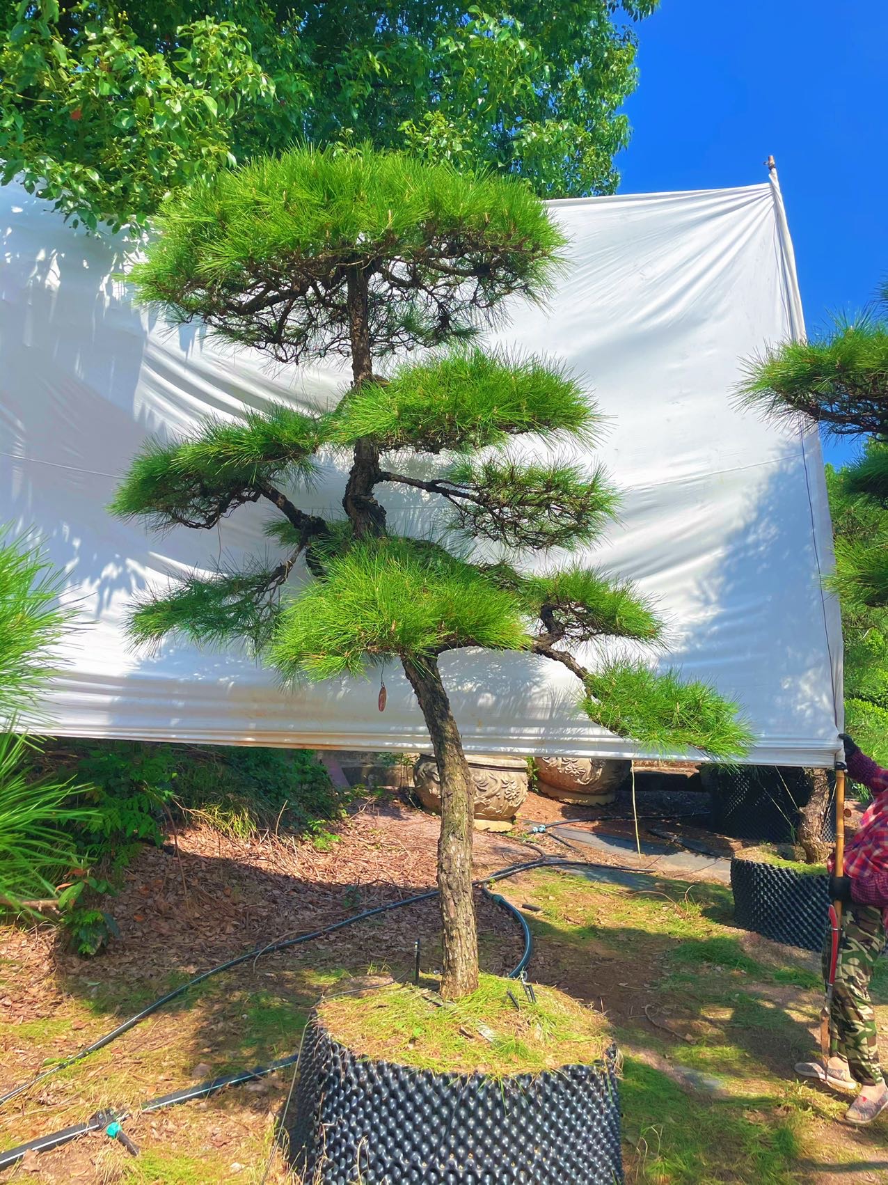 造型黑松实拍