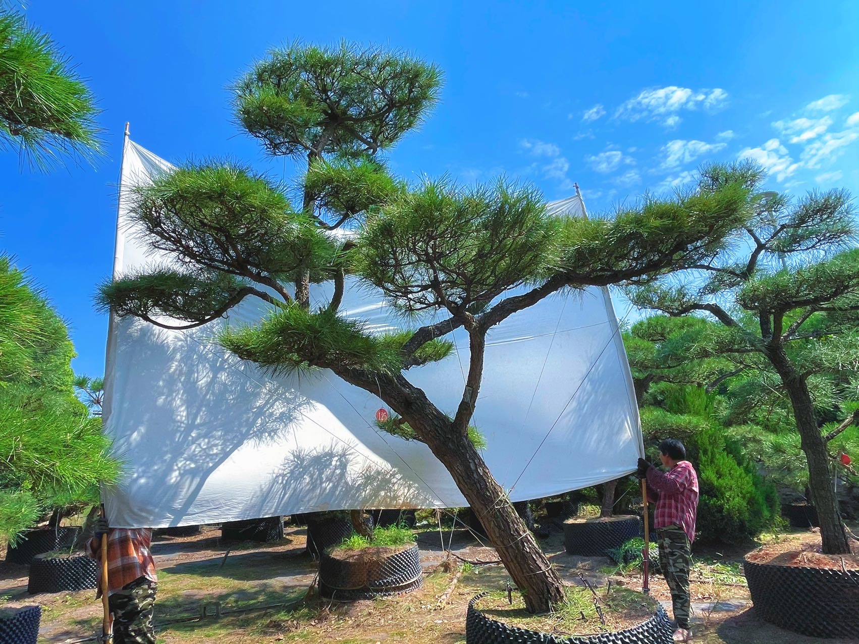 造型黑松实拍