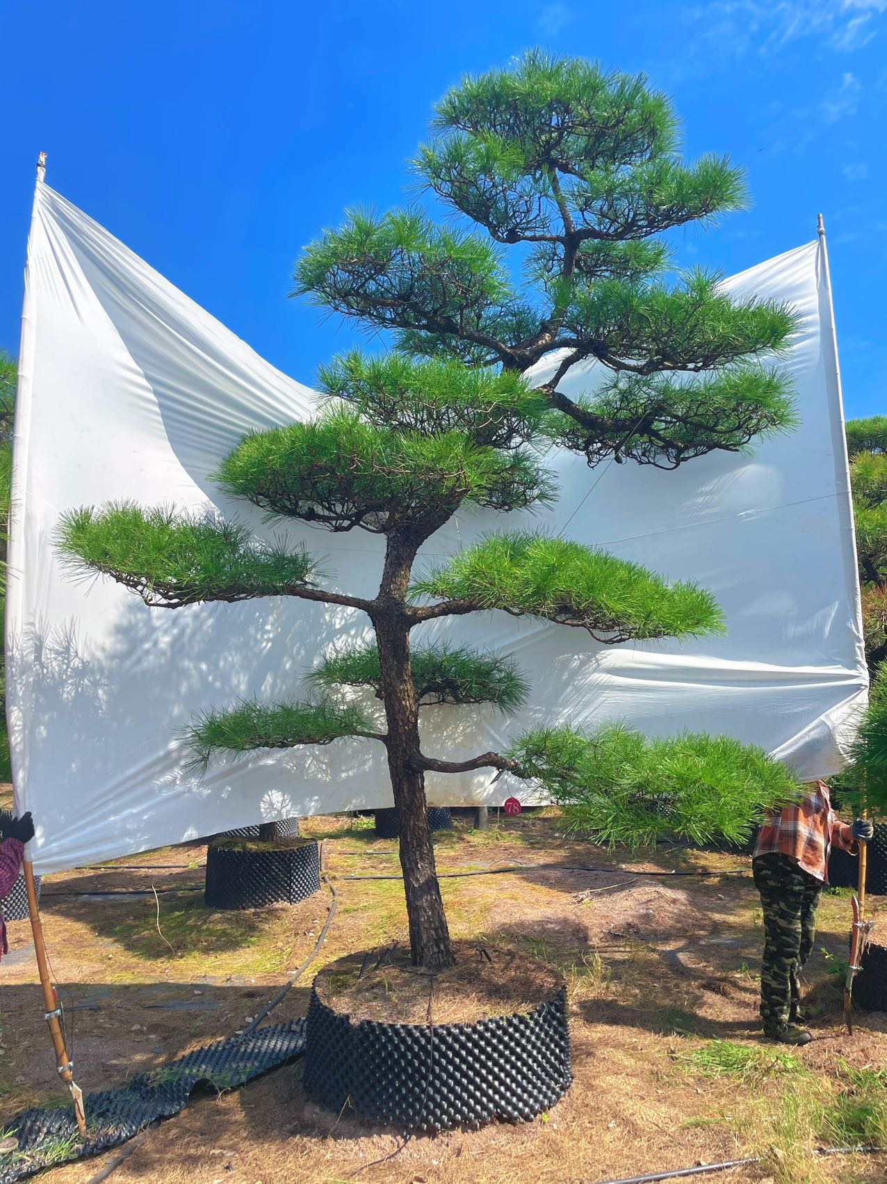 造型黑松实拍