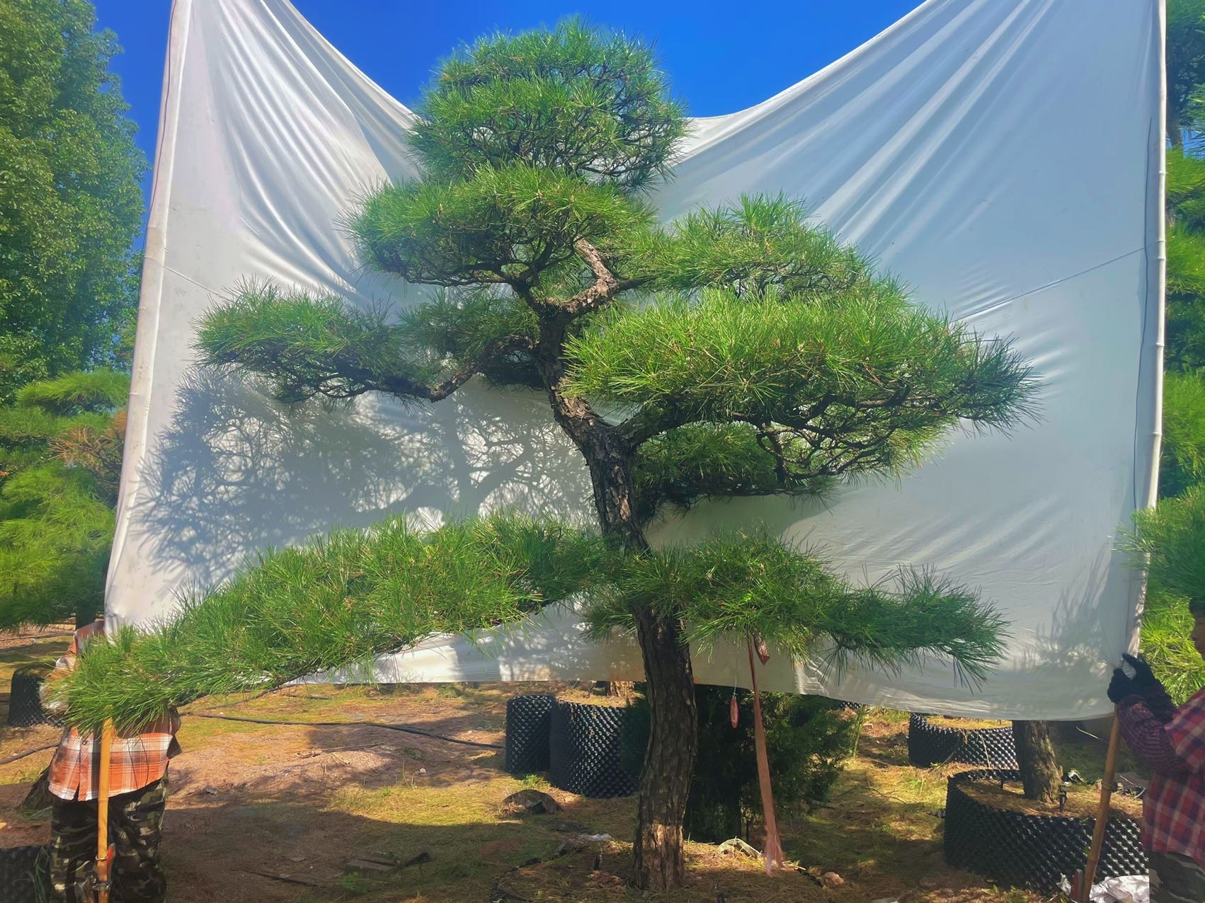 造型黑松实拍
