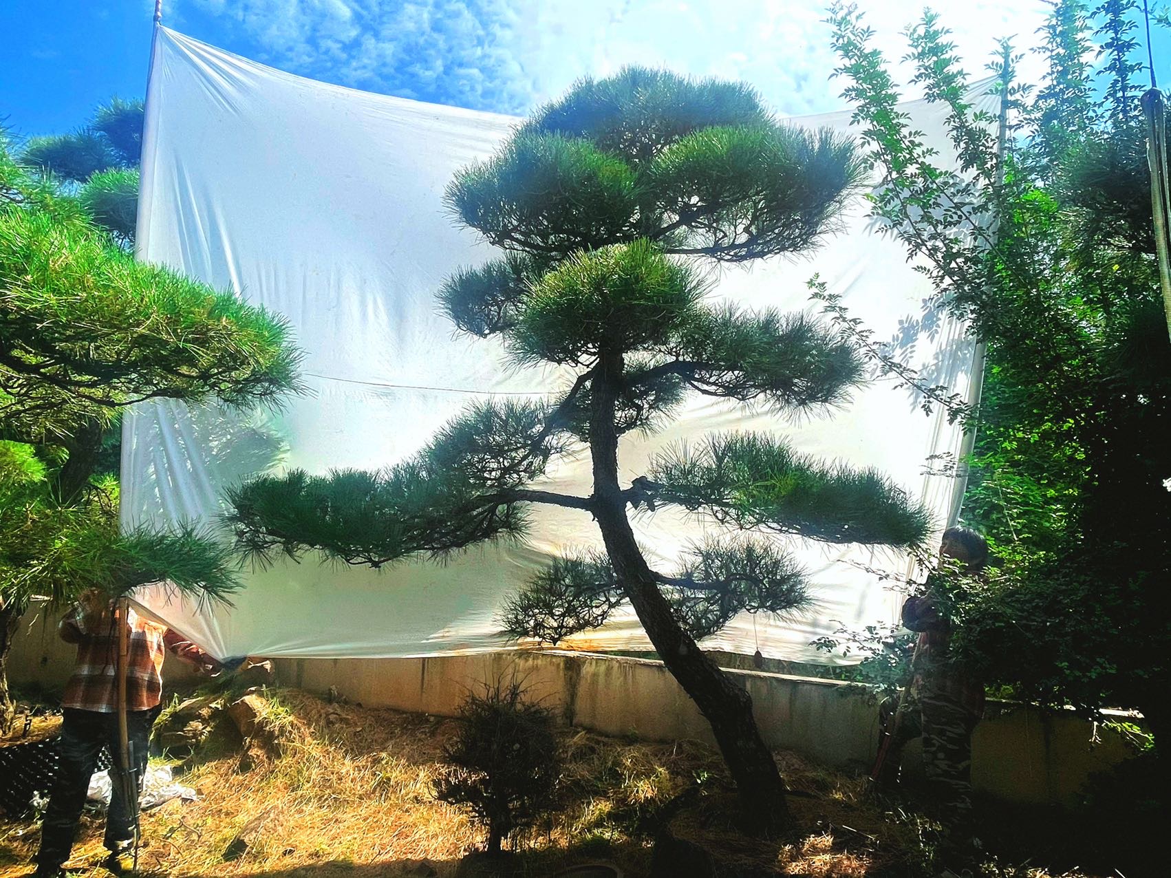 造型黑松实拍