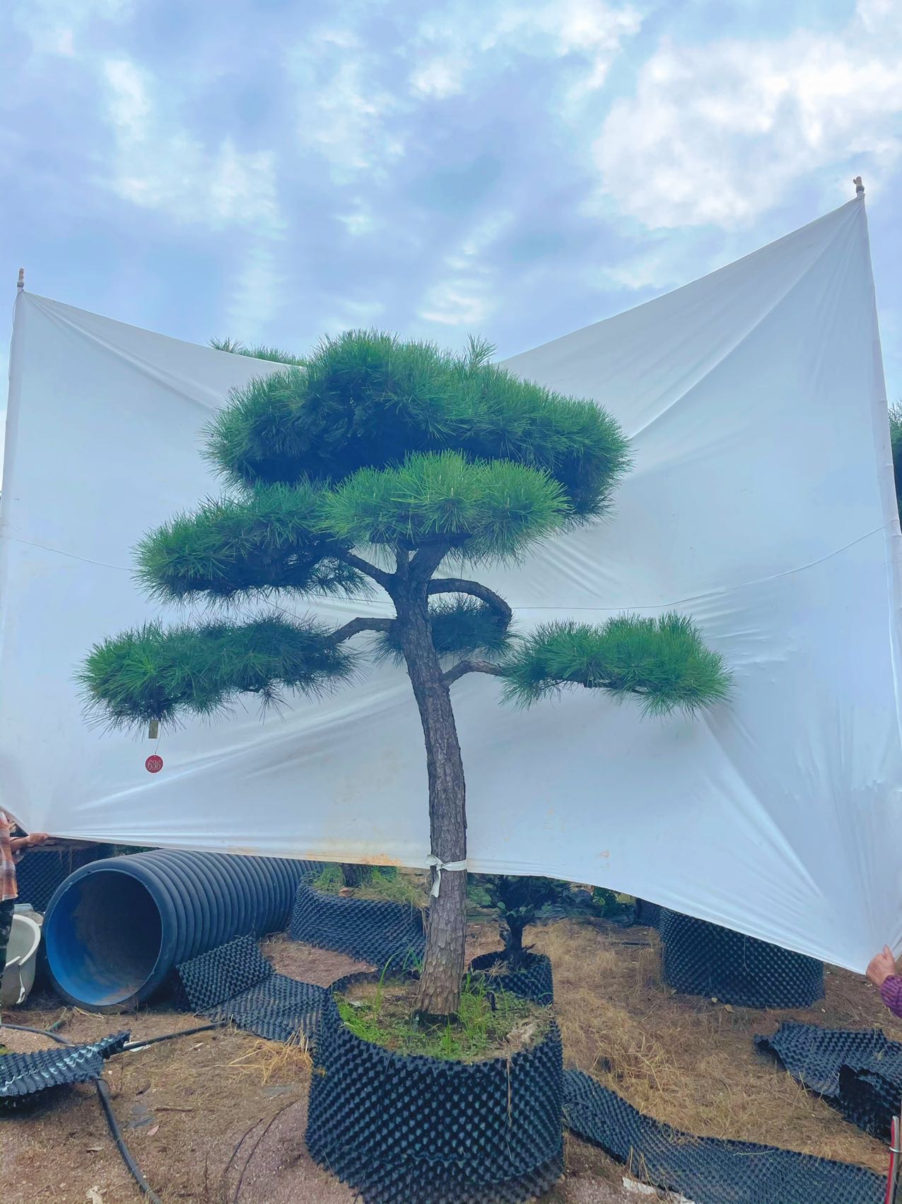 造型黑松实拍