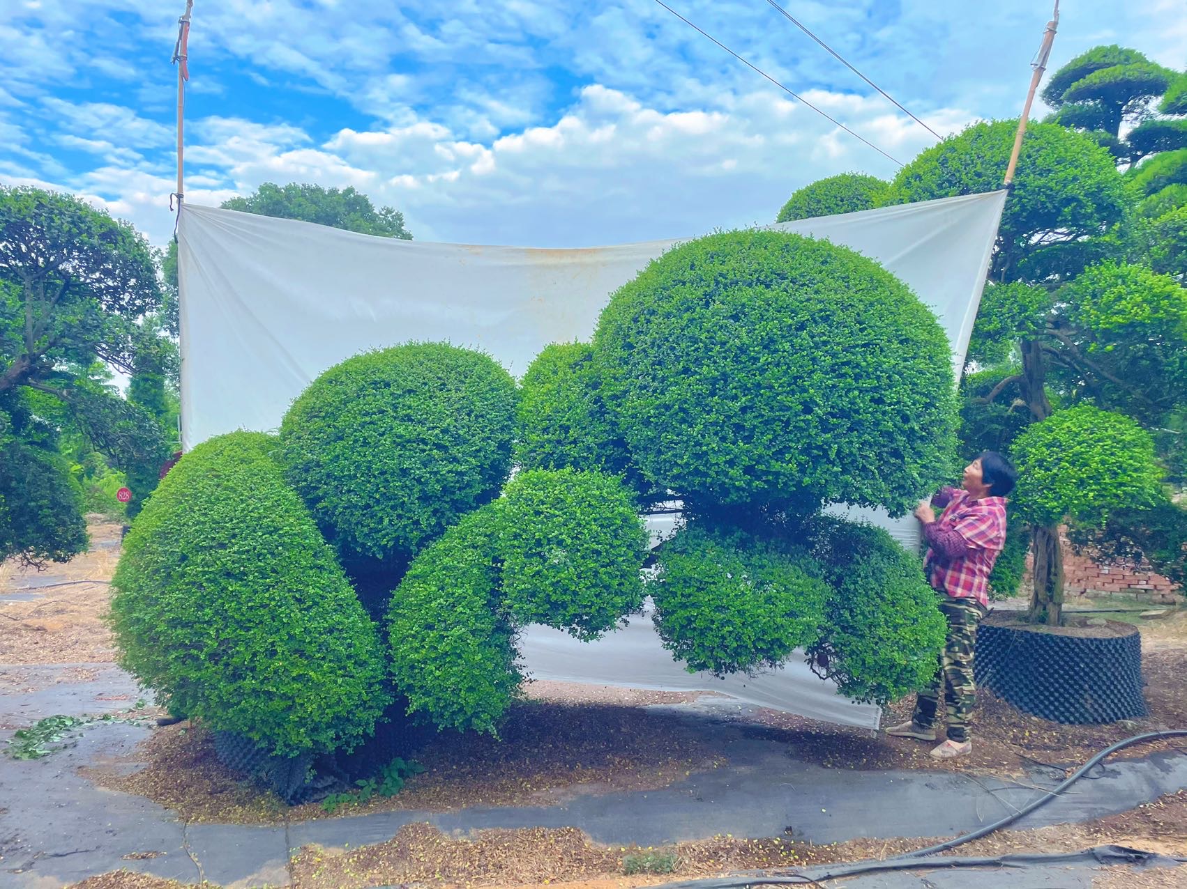 造型波缘冬青实拍
