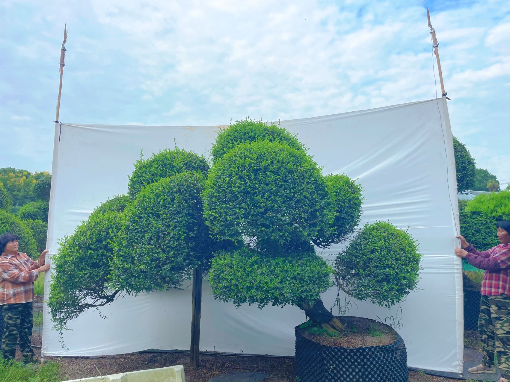 斜飘波缘冬青实拍