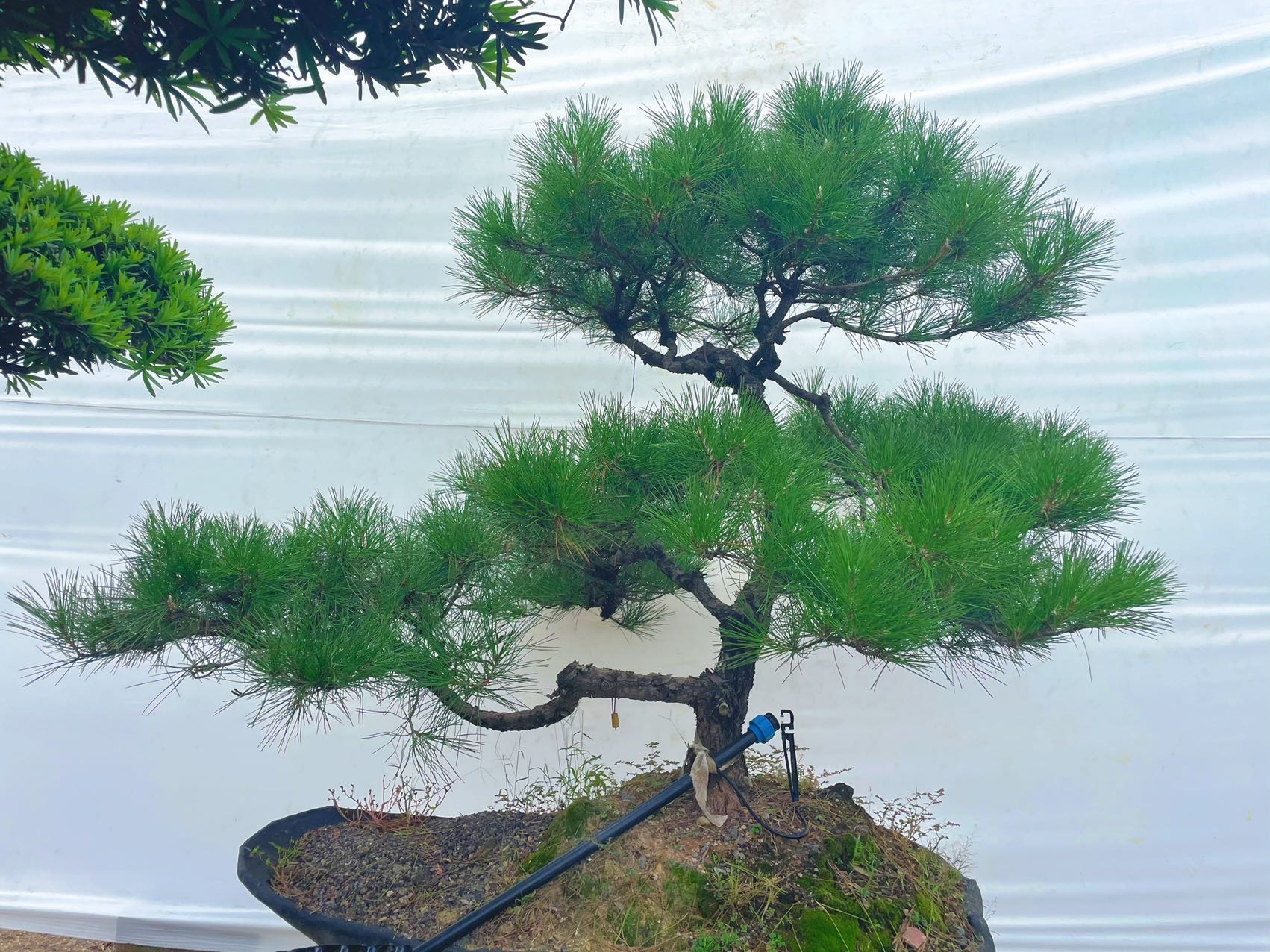 造型黑松装景实拍