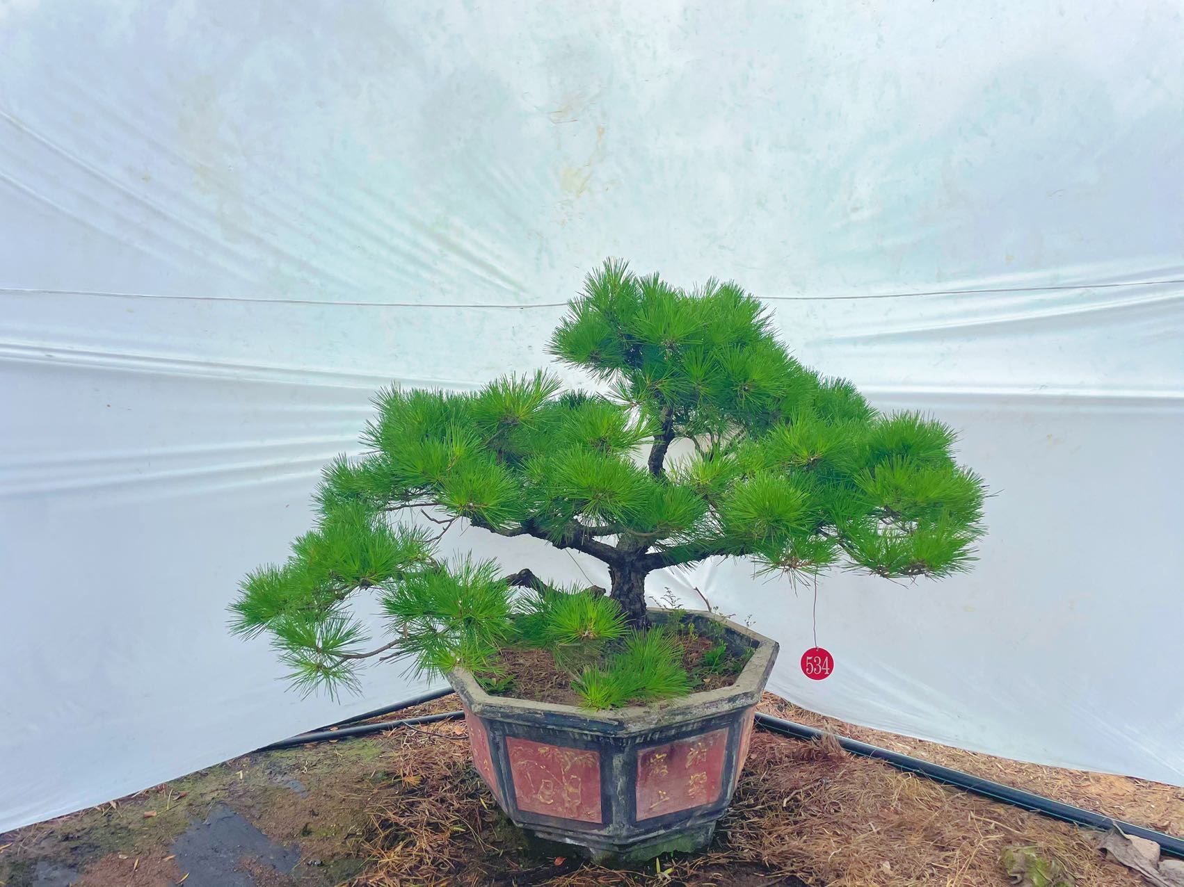 黑松桩景实拍