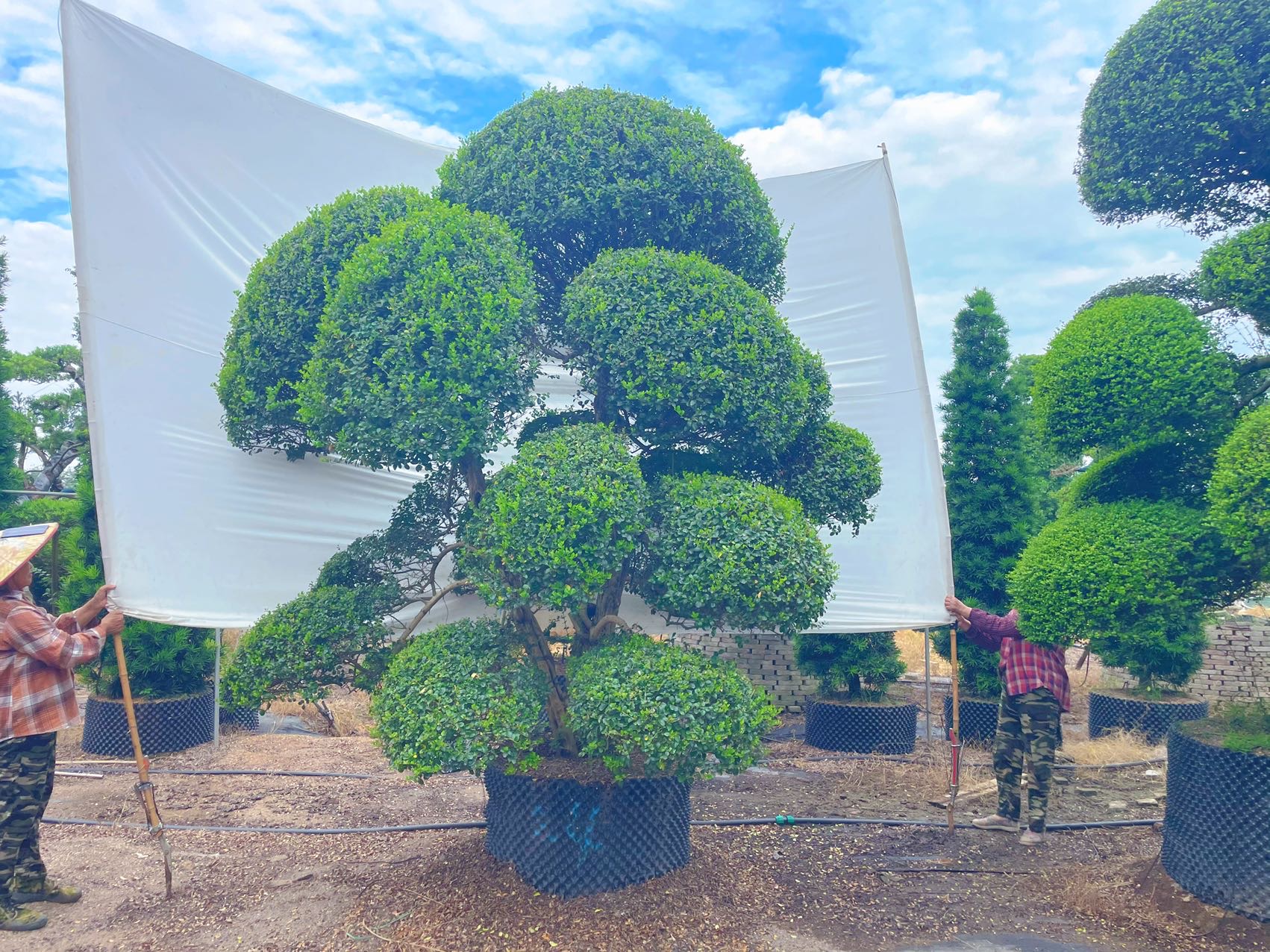 造型波缘冬青实拍
