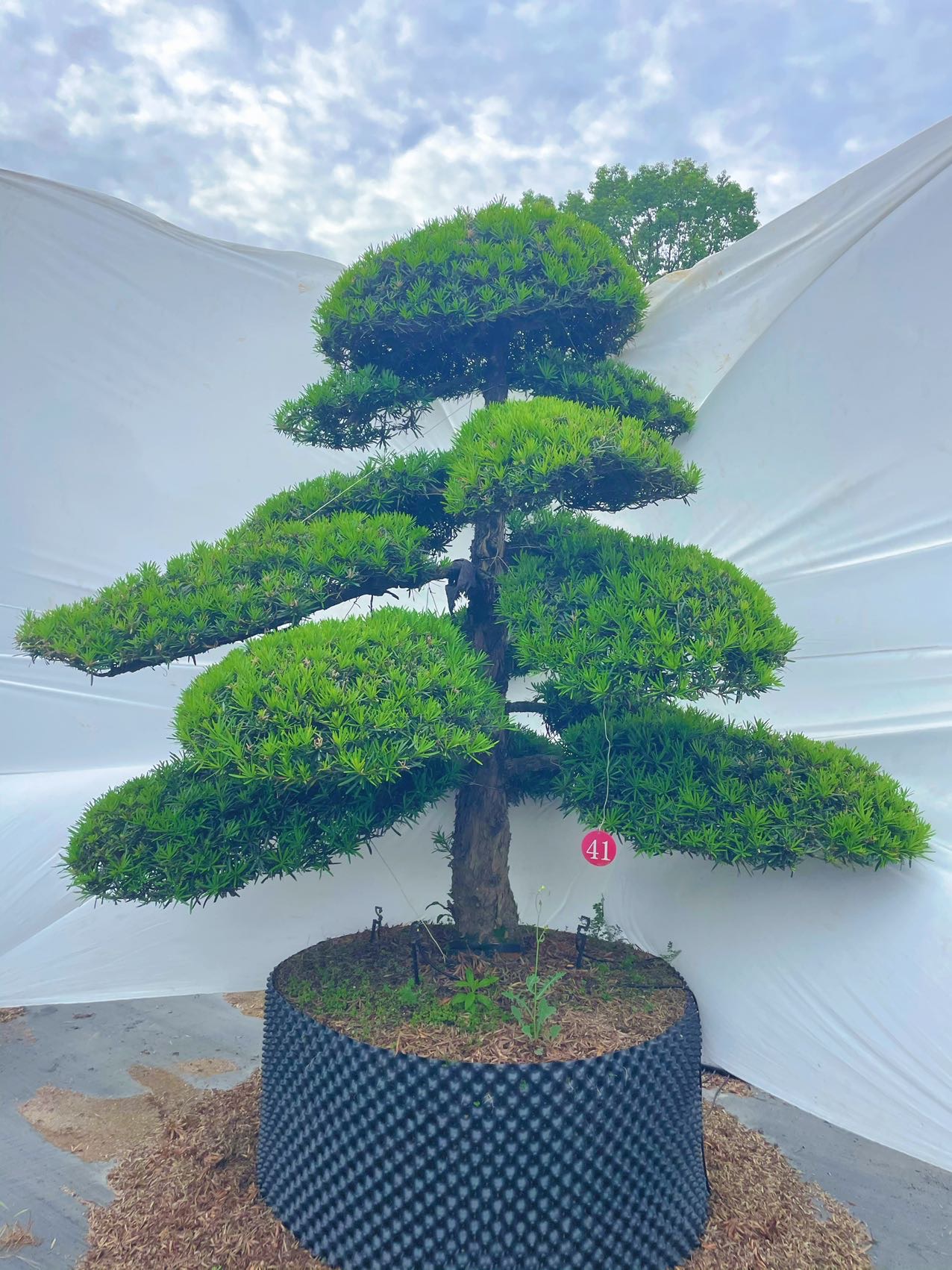 造型罗汉松实拍