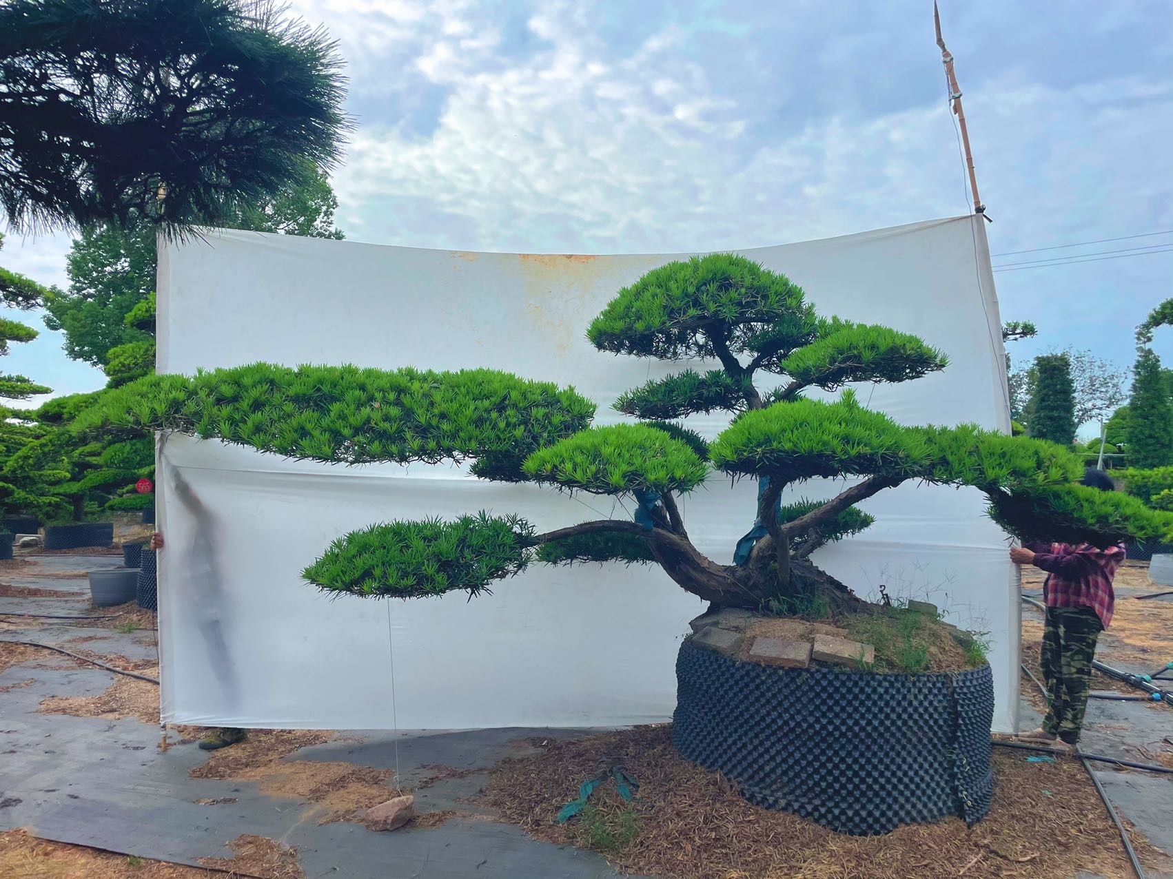 斜飘造型罗汉松实拍