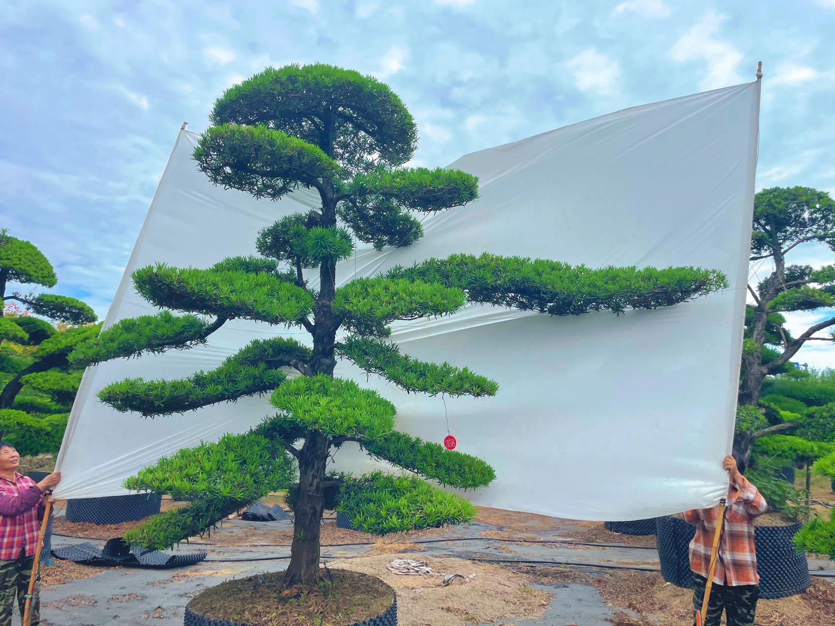 造型罗汉松实拍