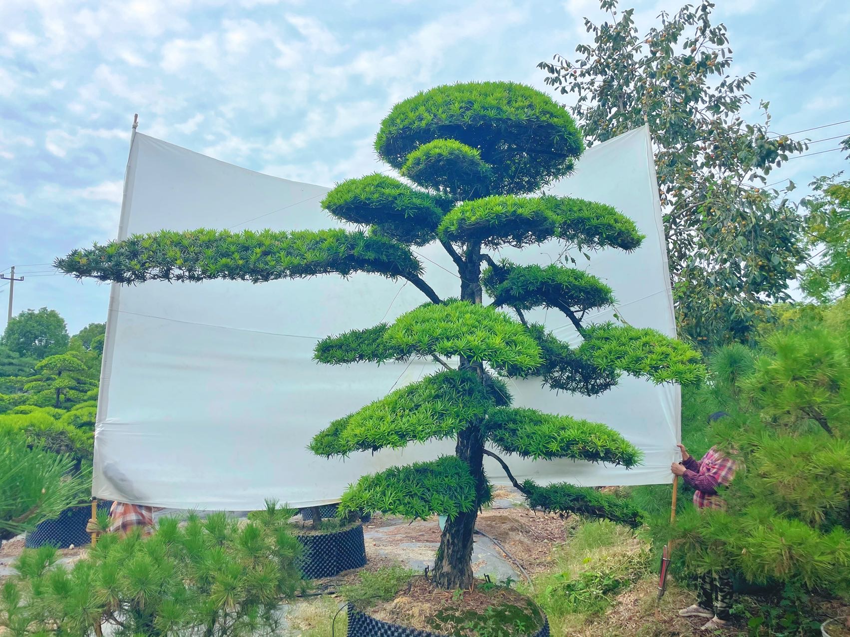 造型罗汉松实拍