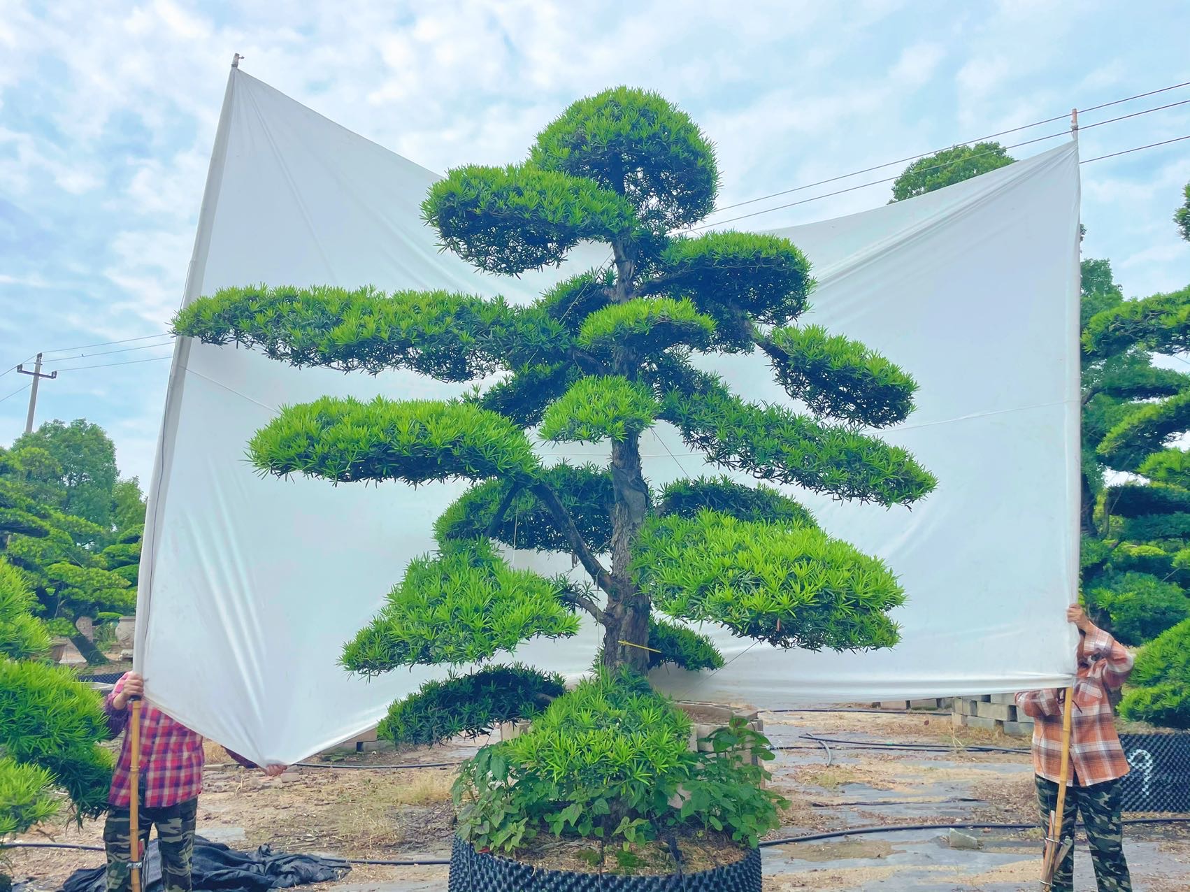 造型罗汉松实拍