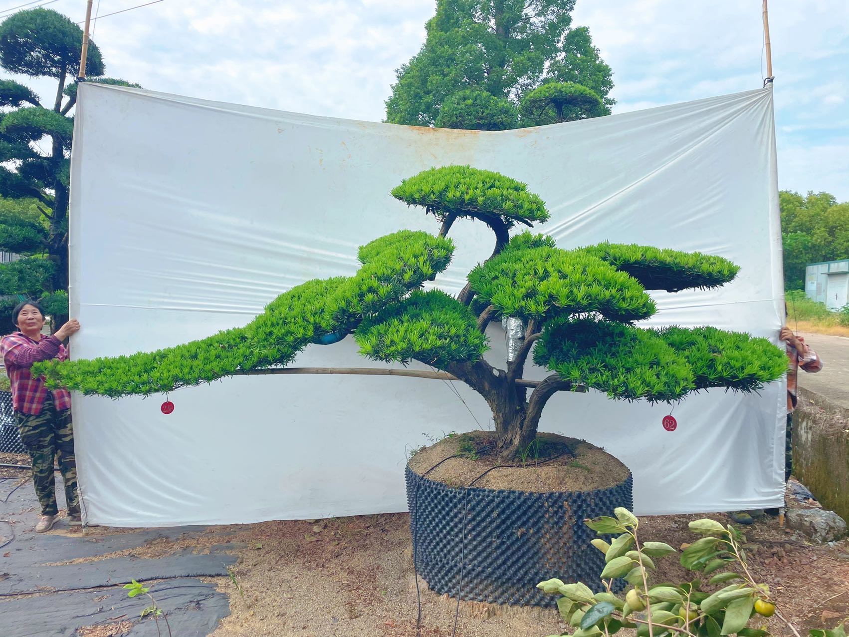斜飘造型罗汉松实拍