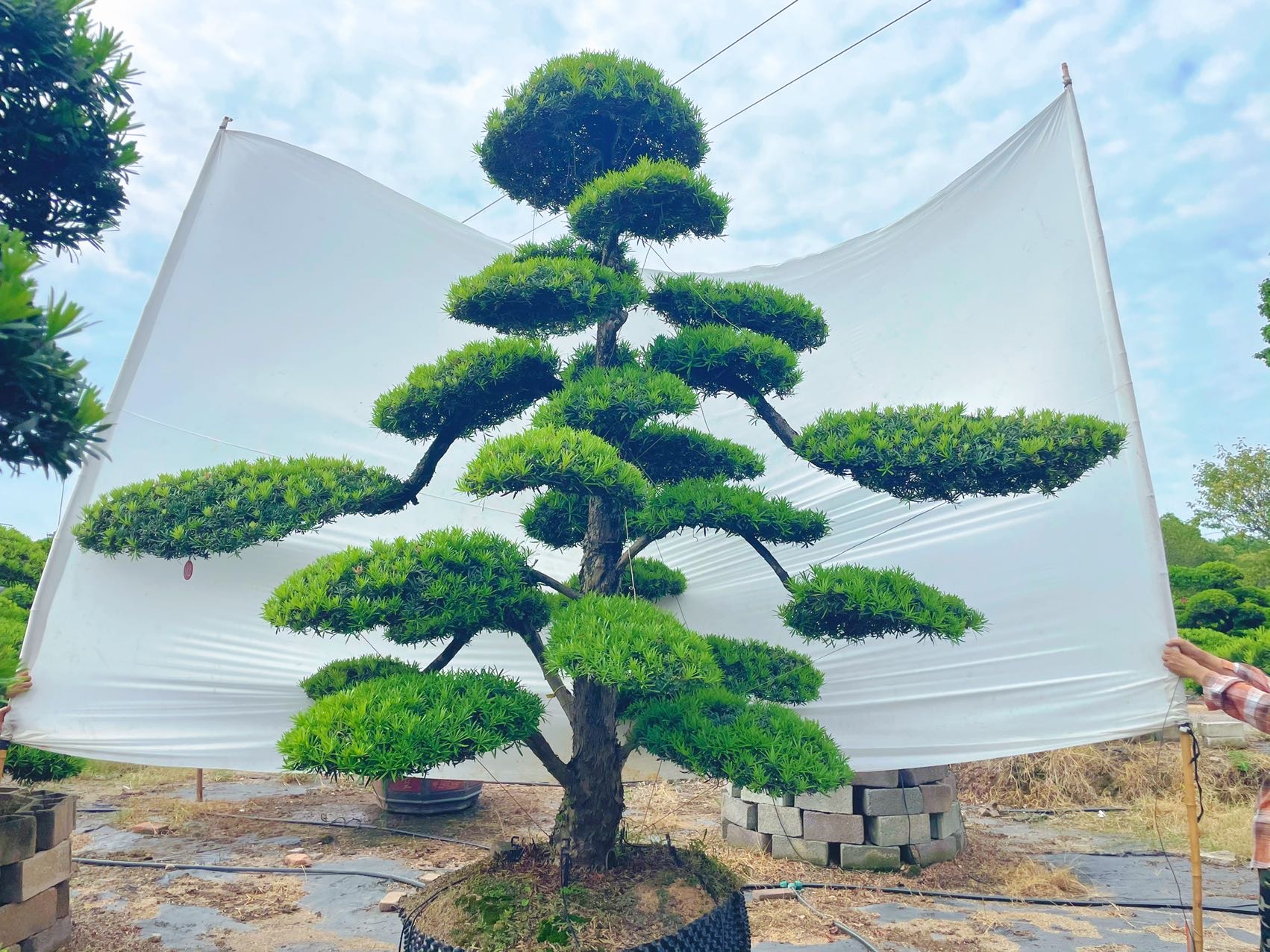 双飘造型罗汉松实拍