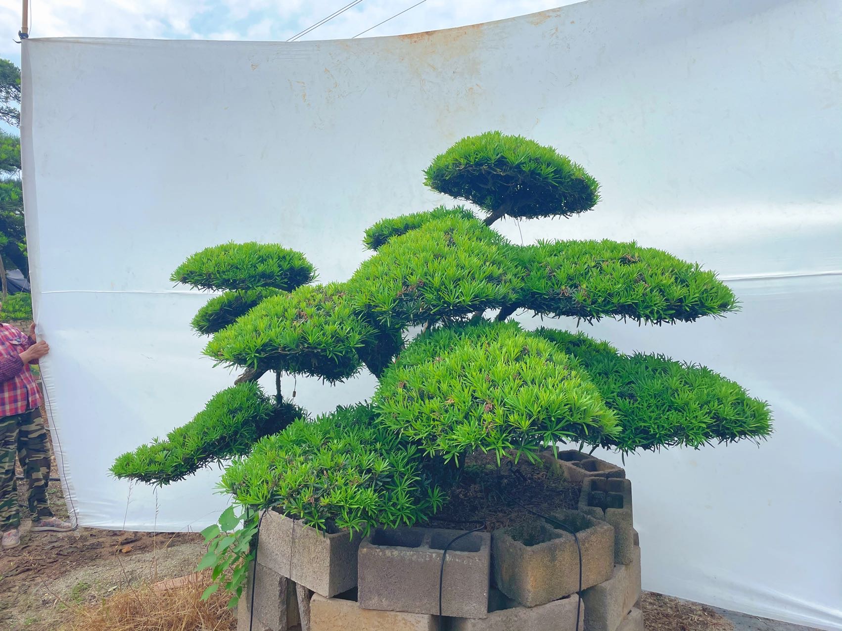 造型罗汉松实拍