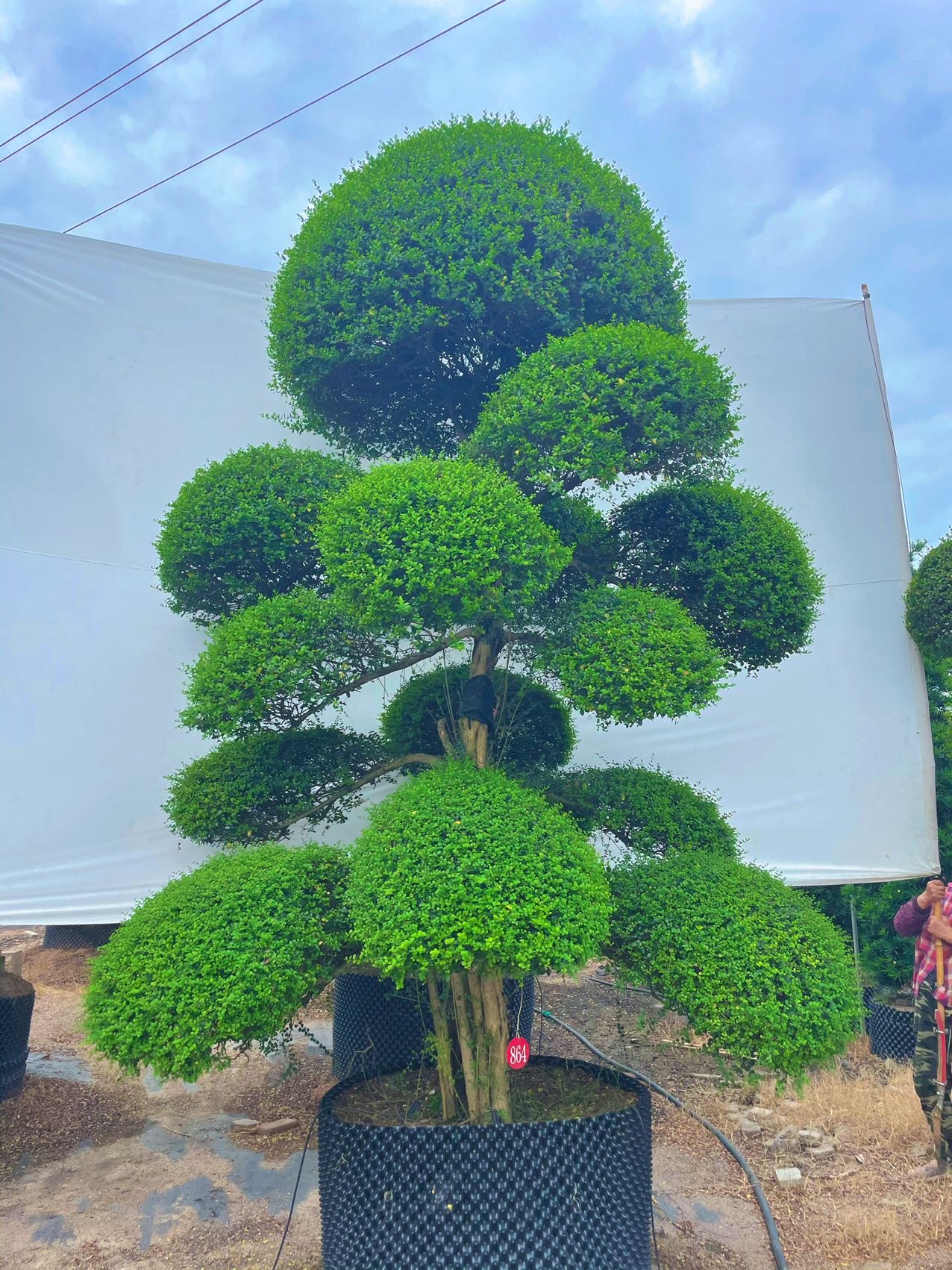 造型波缘冬青实拍