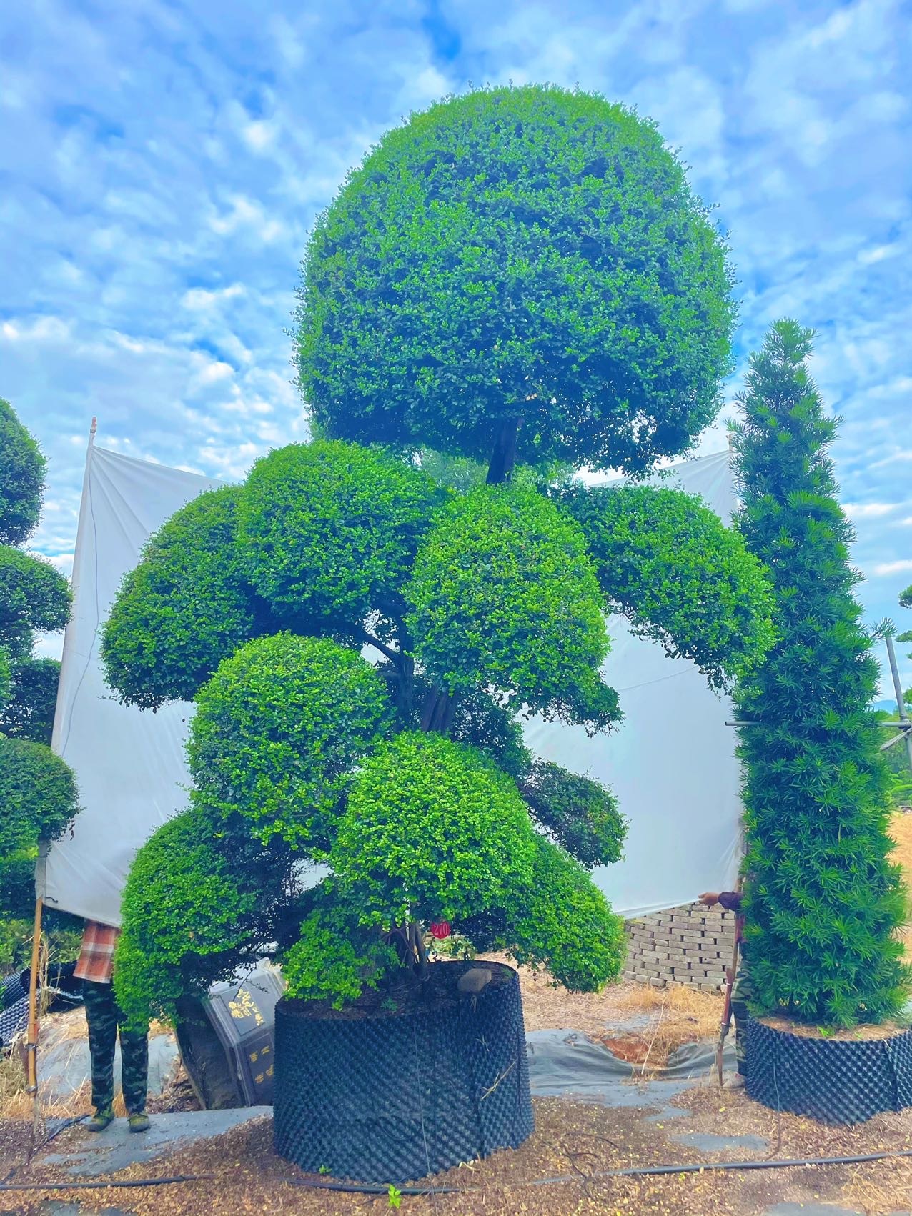 造型波缘冬青实拍