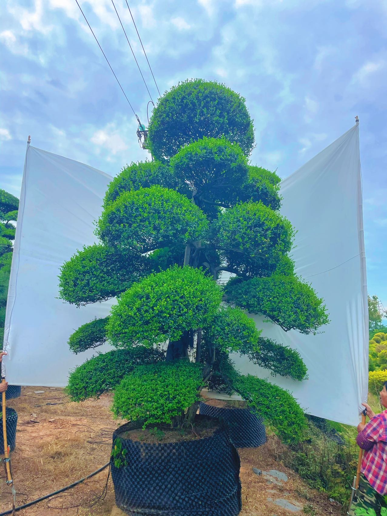 波缘冬青实拍