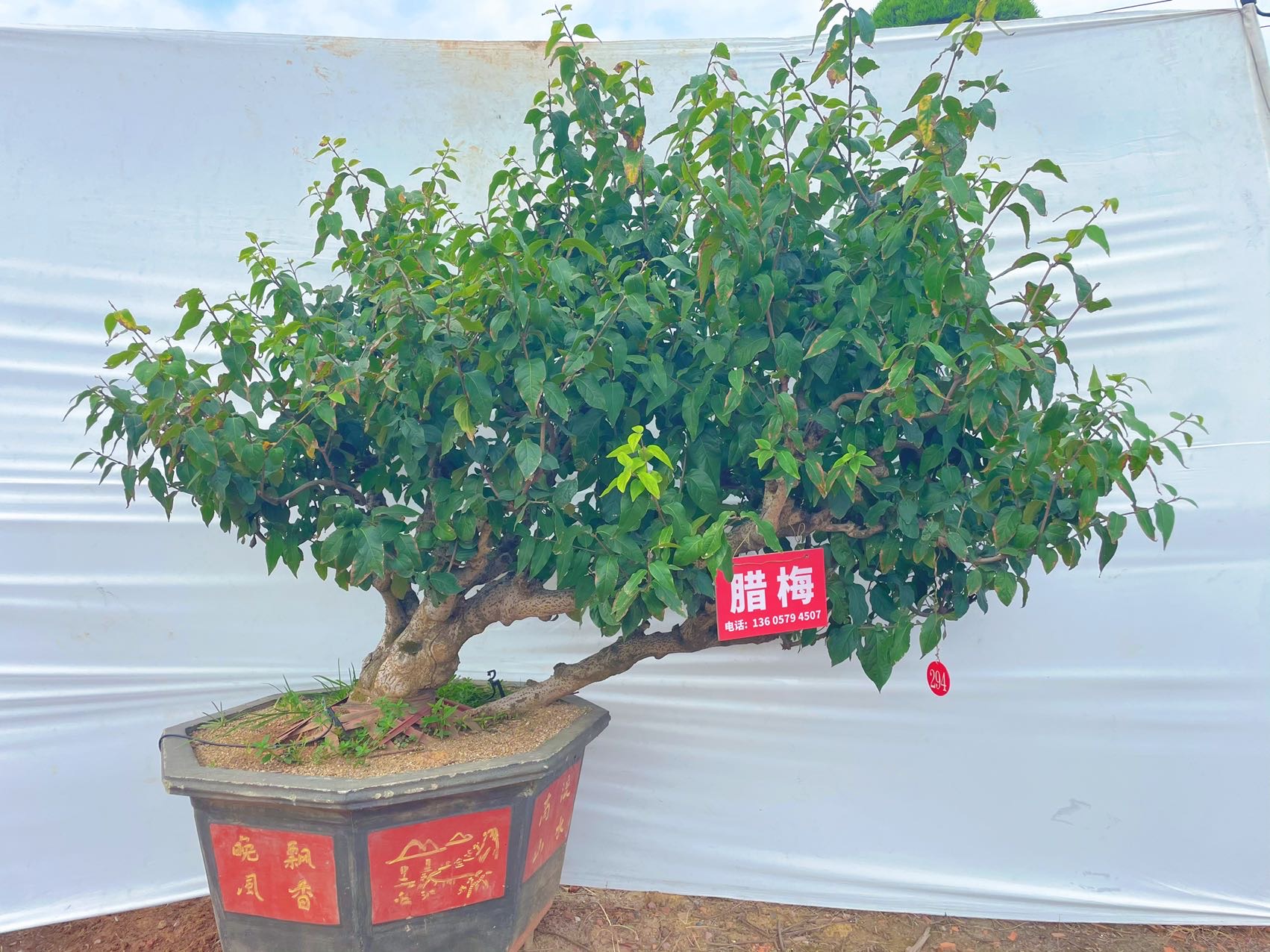 造型蜡梅实拍