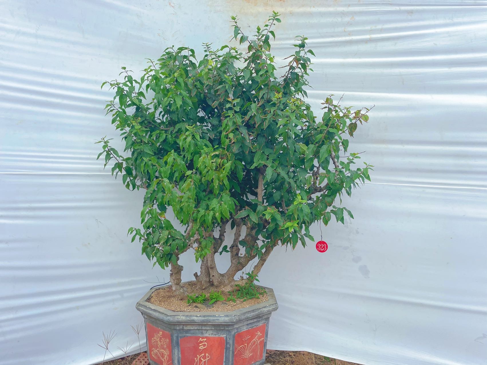 造型腊梅桩实拍