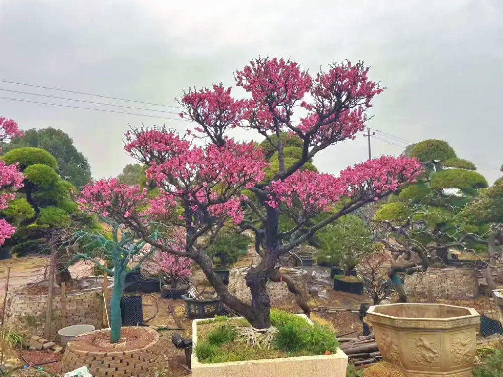 造型梅花实拍