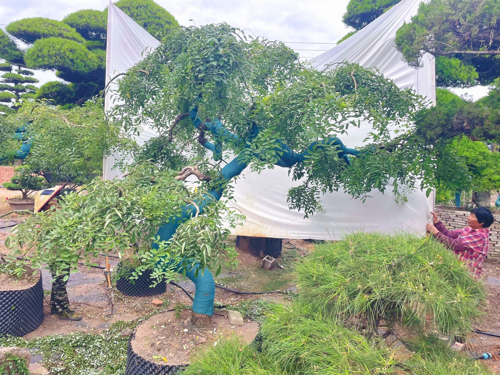造型龙爪槐实拍