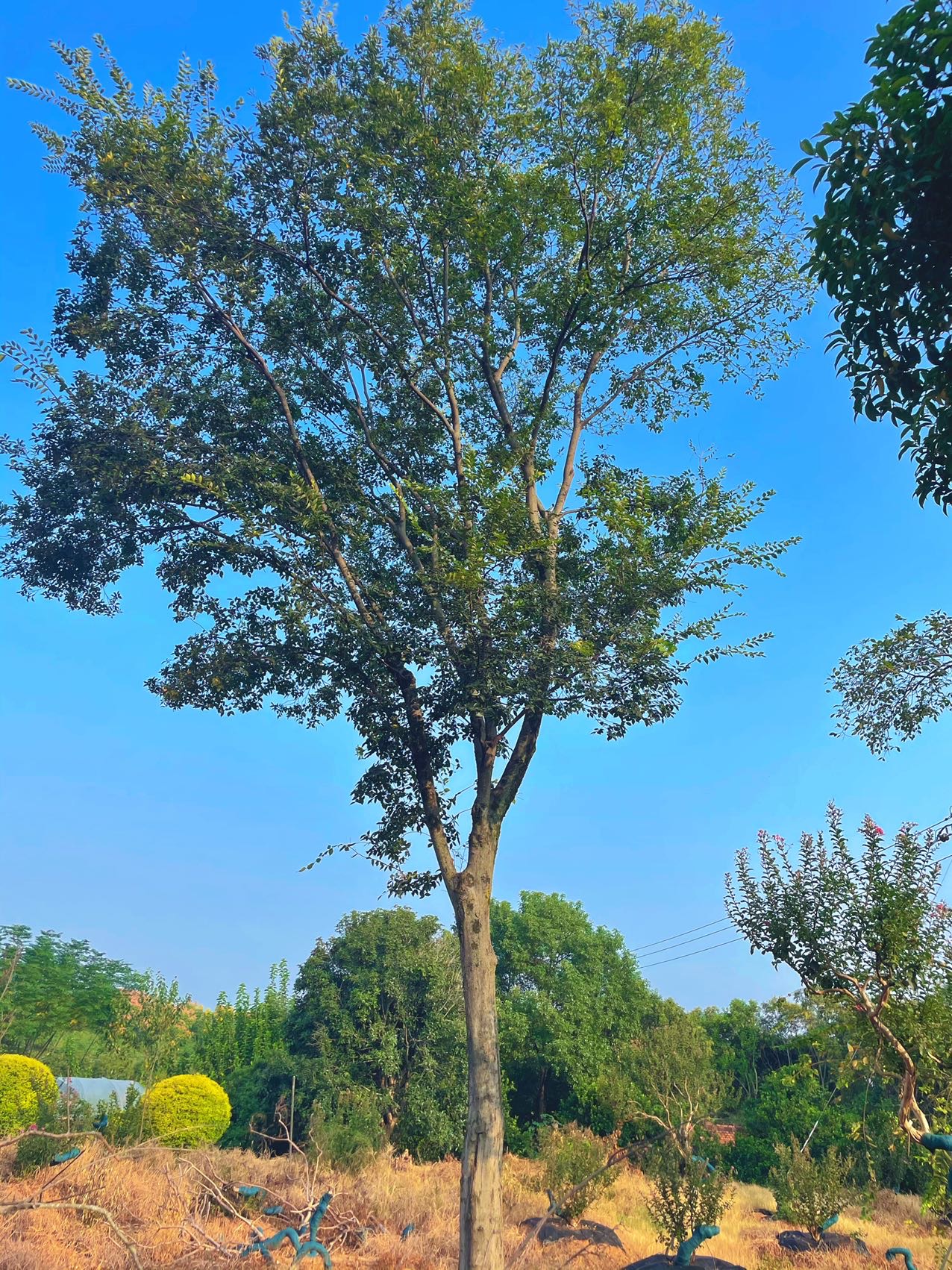 朴树实拍