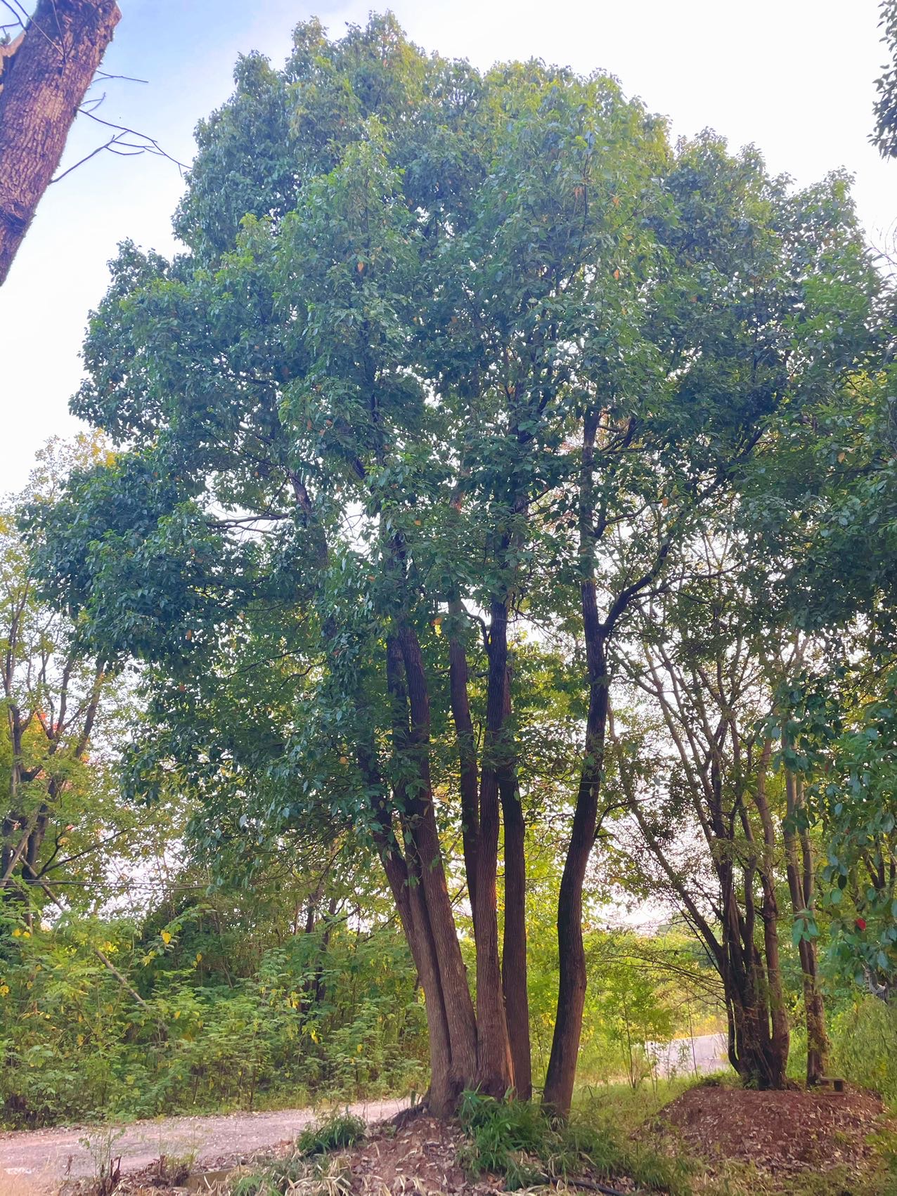 丛生香樟实拍