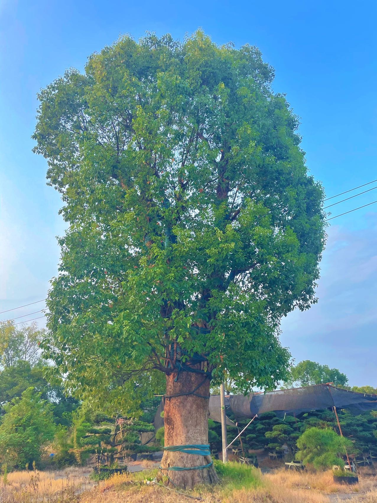 香樟实拍