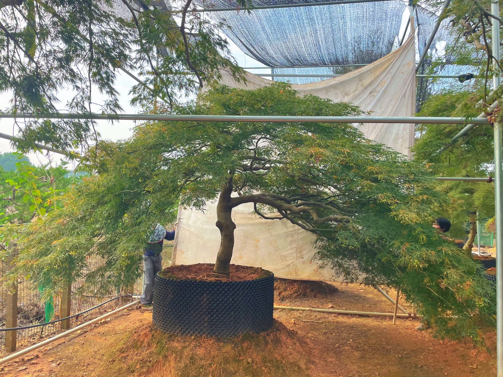 造型羽毛枫实拍