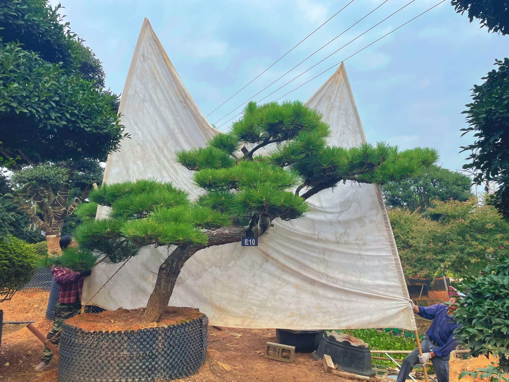 斜飘黑松实拍