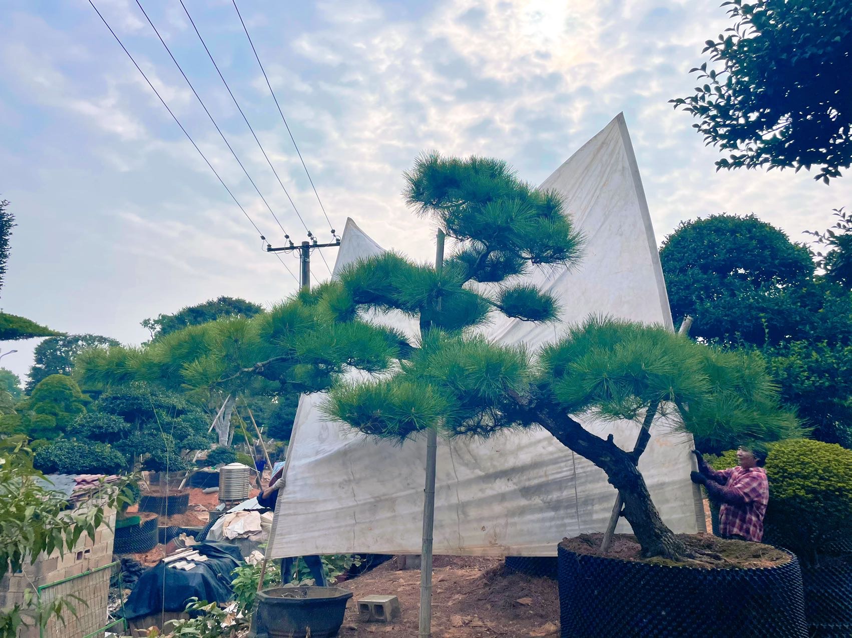 斜飘造型黑松实拍