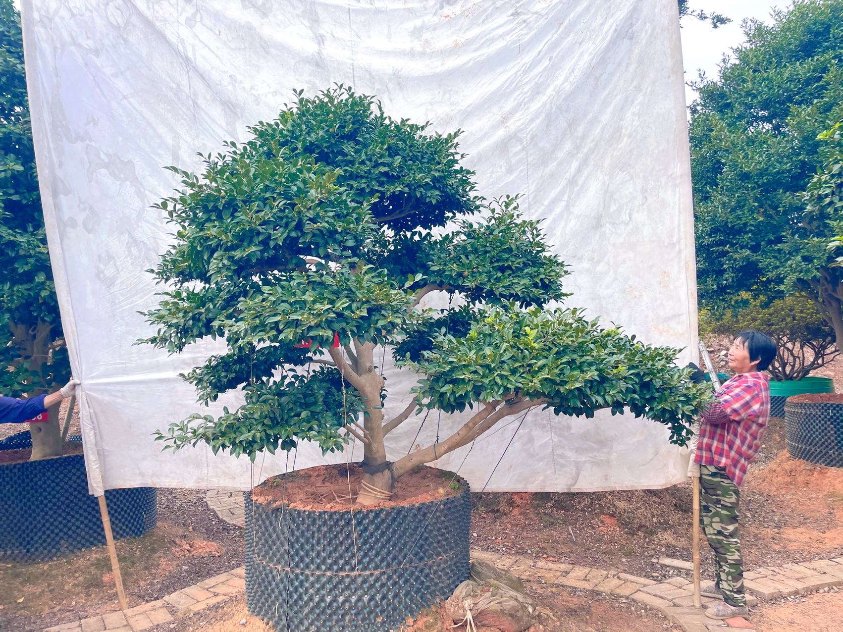造型茶梅实拍