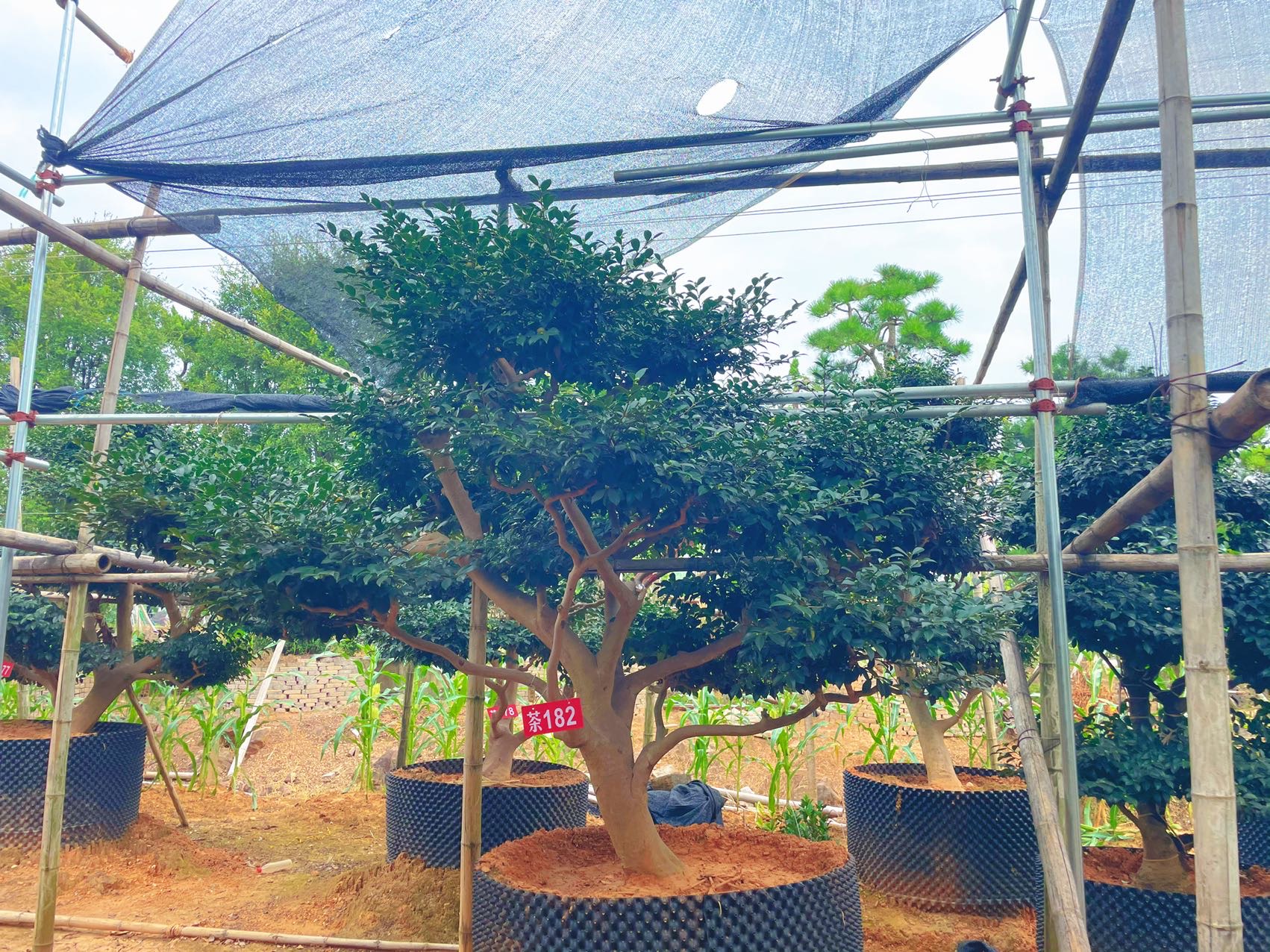 造型茶梅实拍