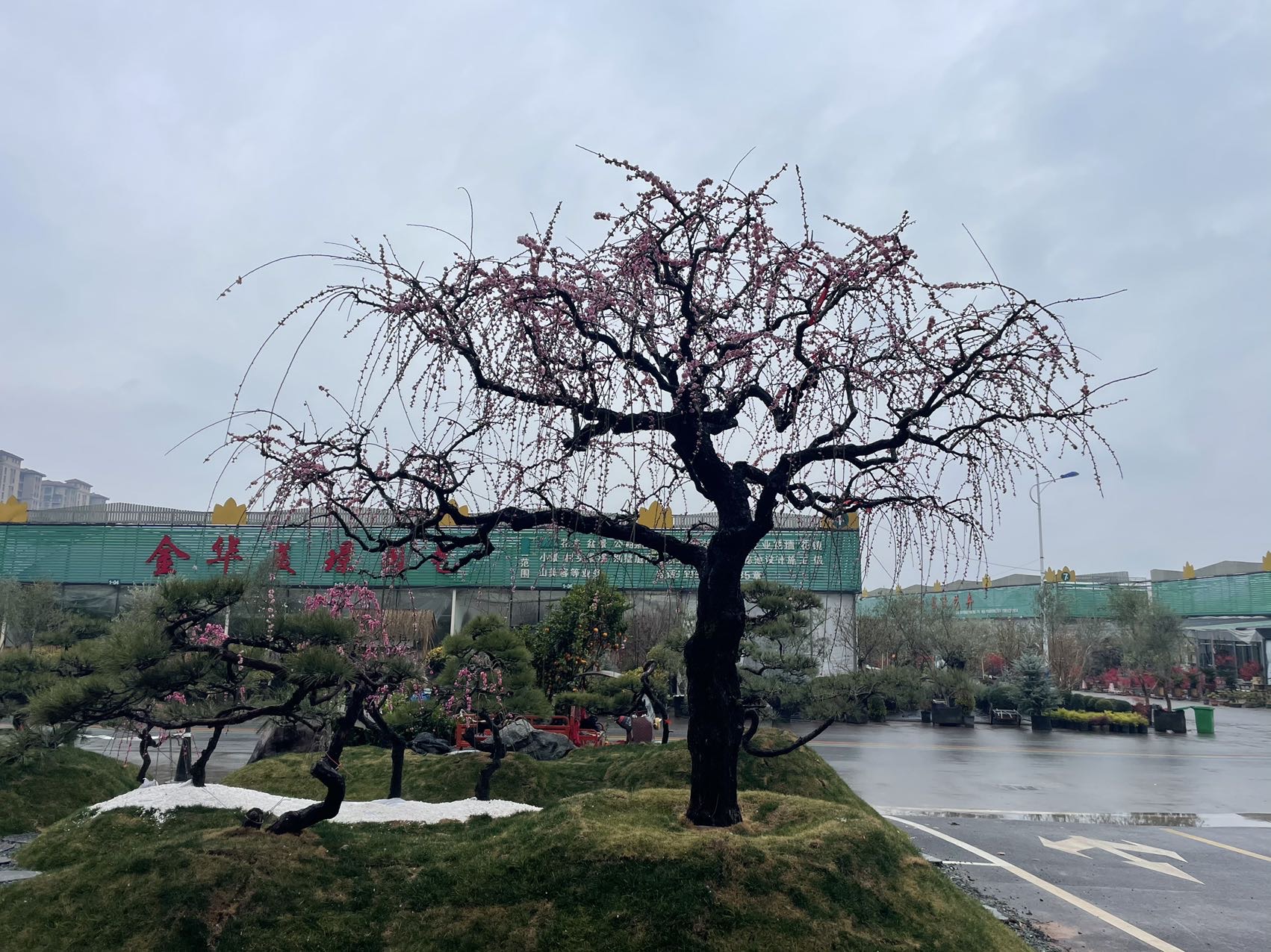 垂枝梅实拍