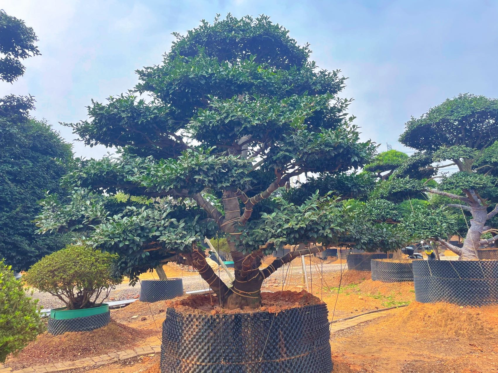 造型茶梅实拍