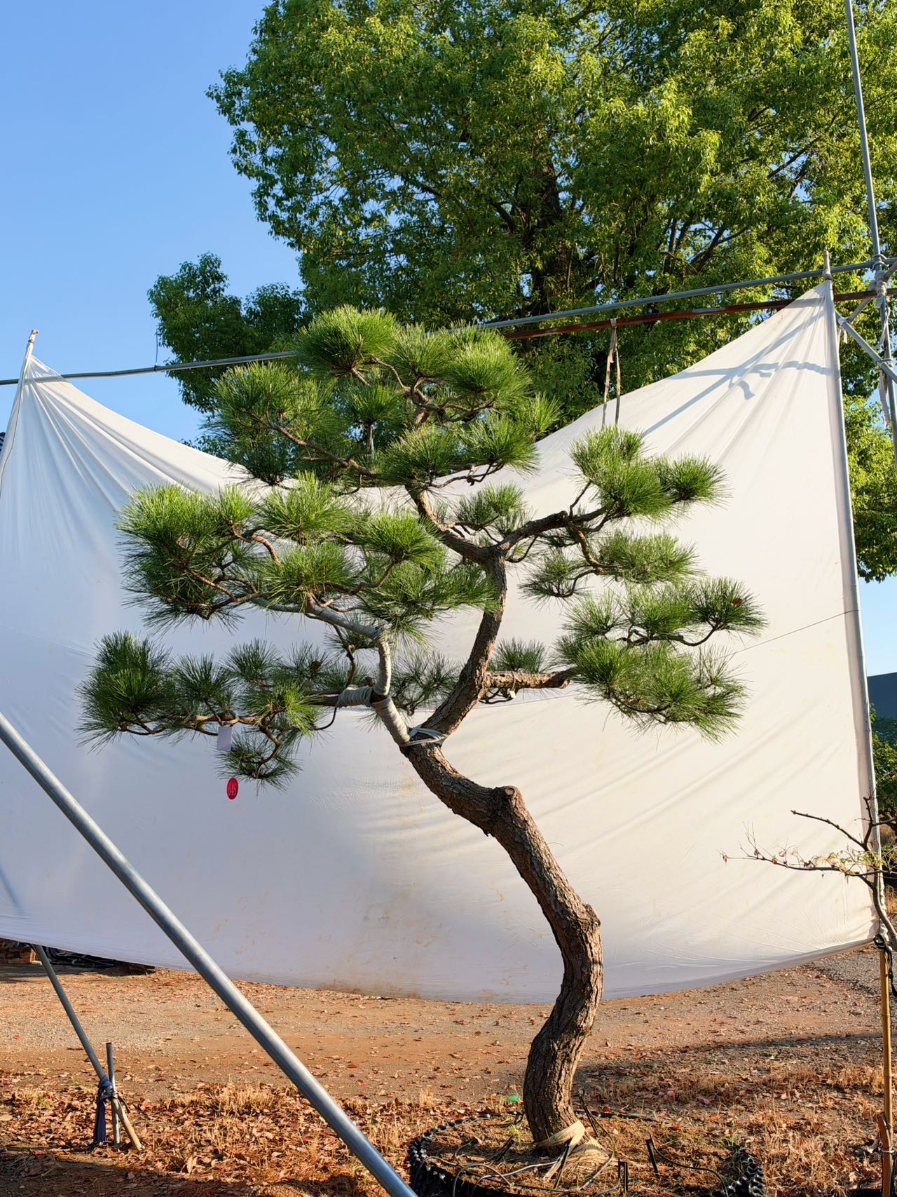 自然弯杆造型黑松实拍