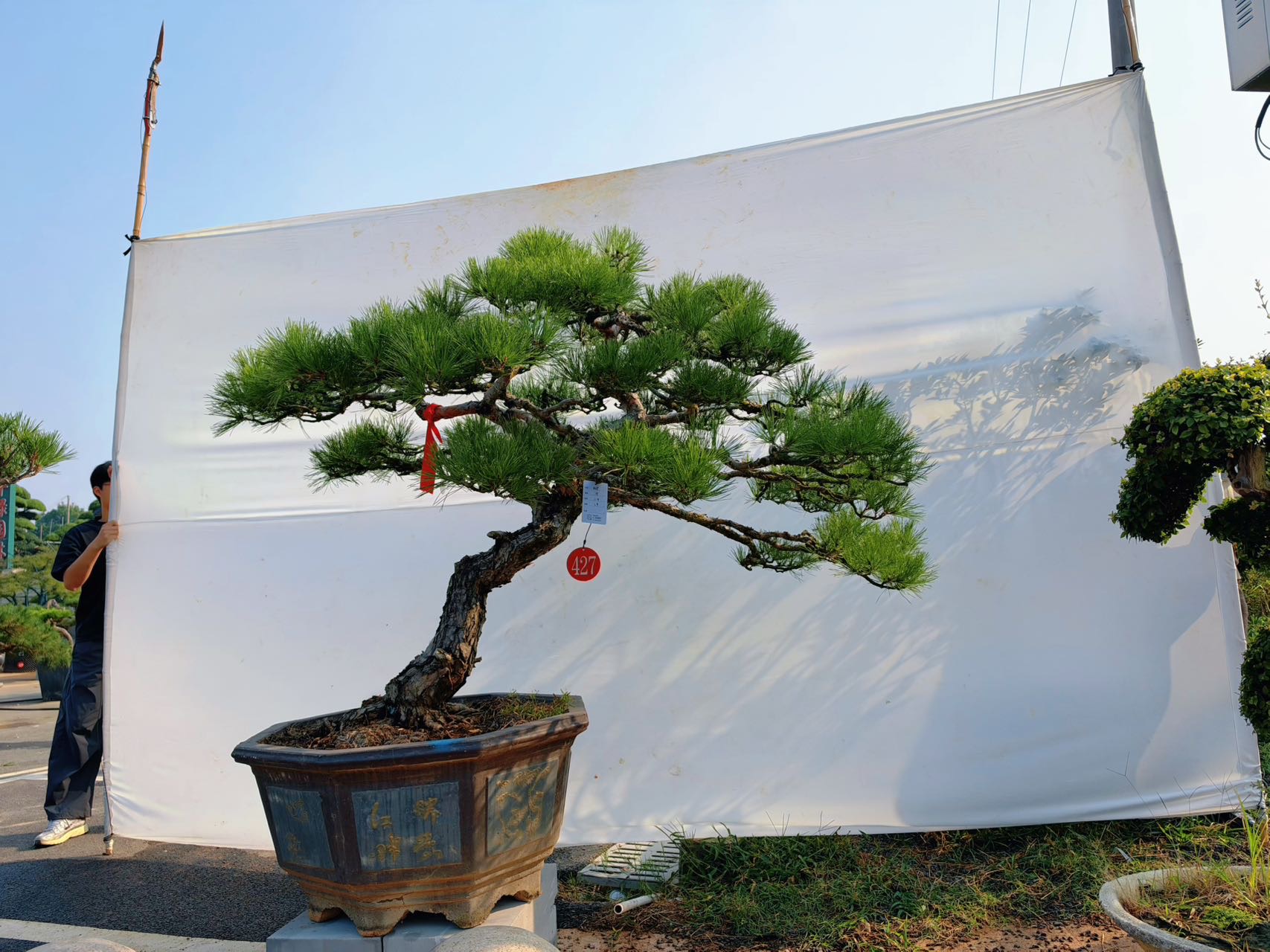 造型黑松桩实拍