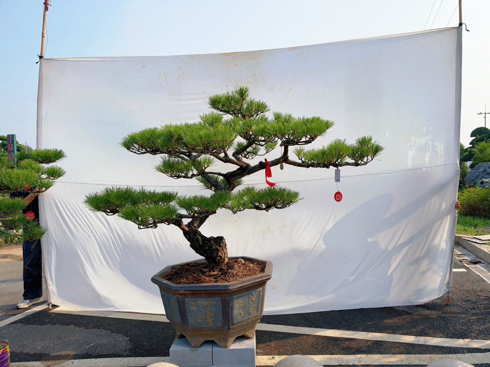 造型黑松桩景实拍