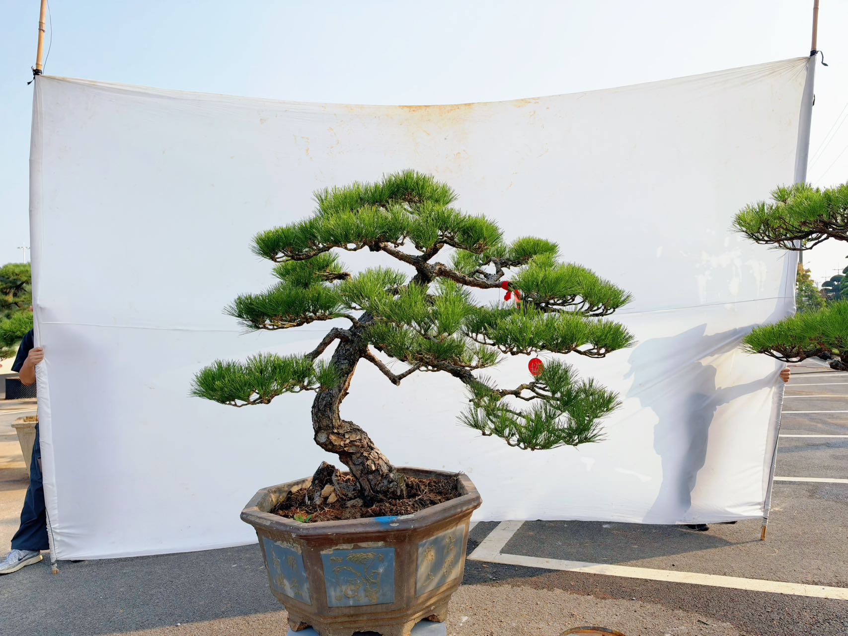 黑松造型桩景实拍