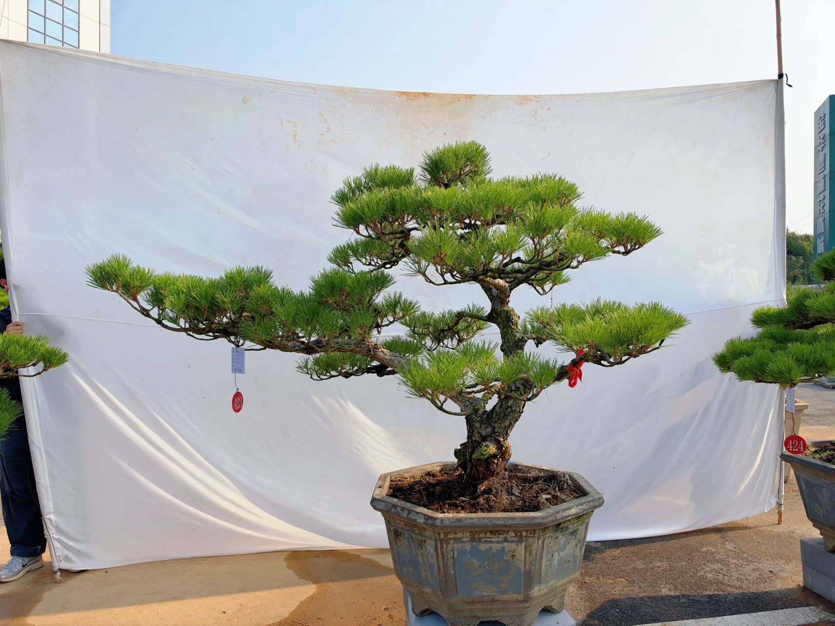 黑松造型桩景实拍