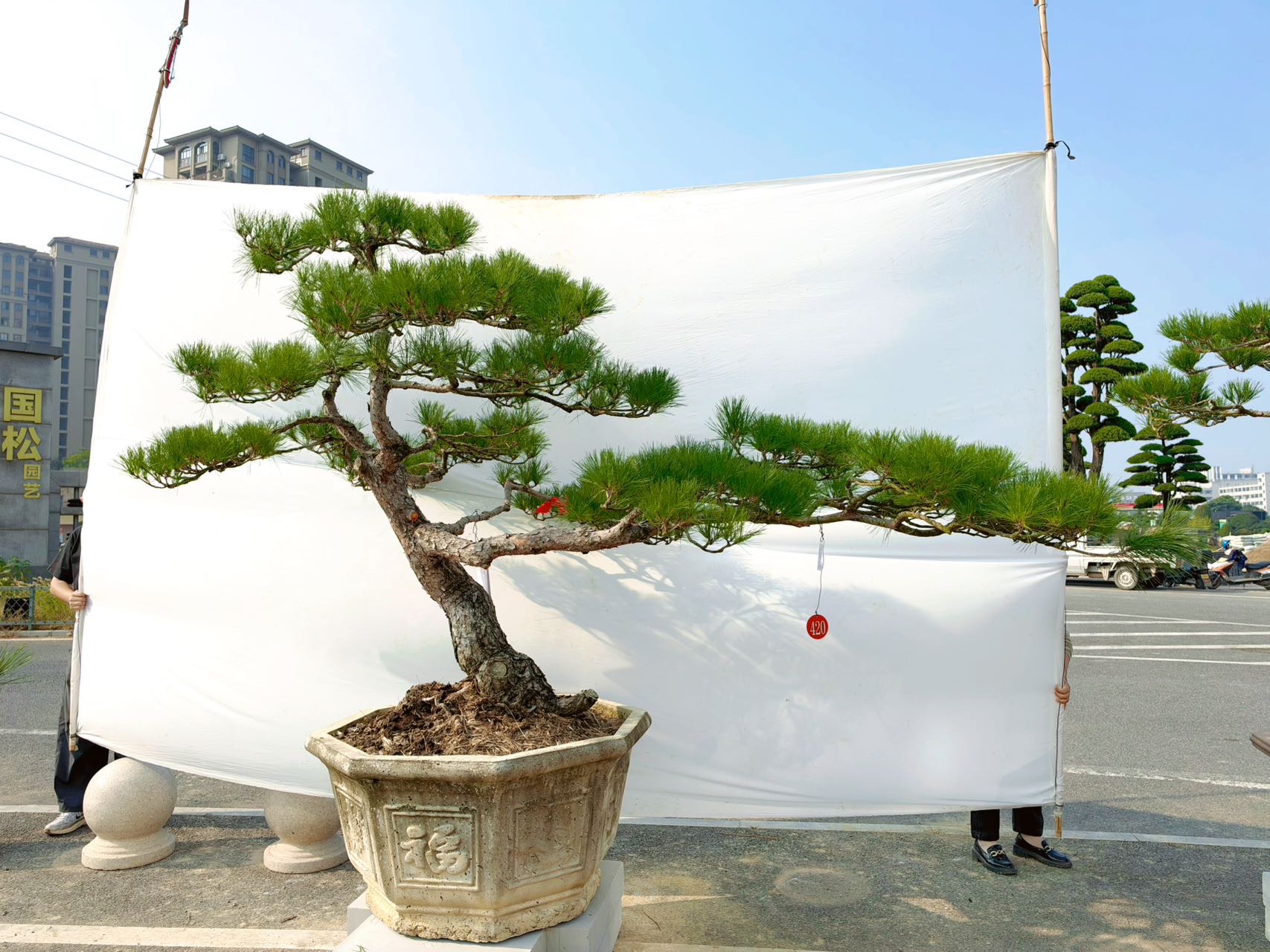 黑松造型桩景实拍