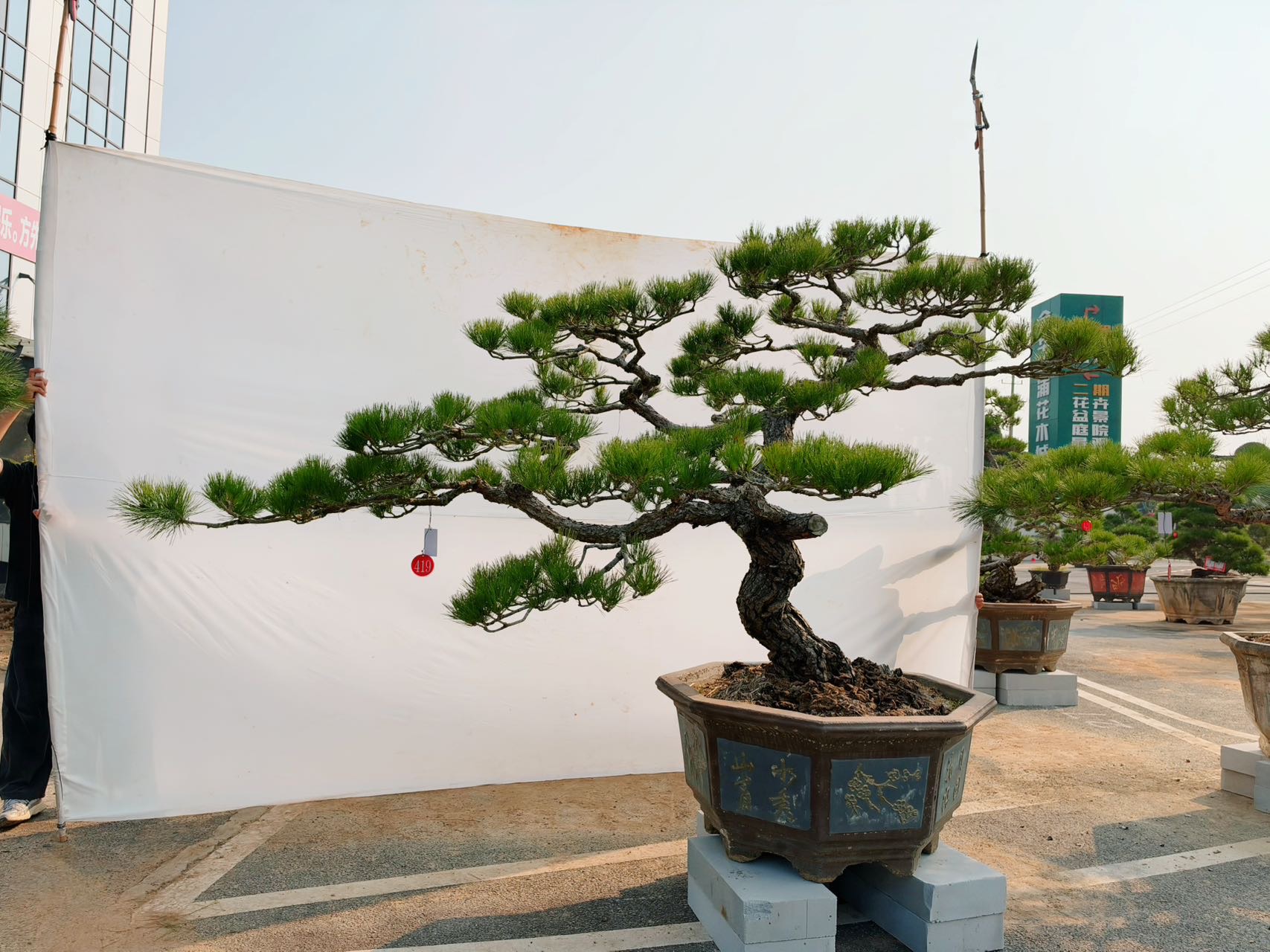 黑松造型桩景实拍