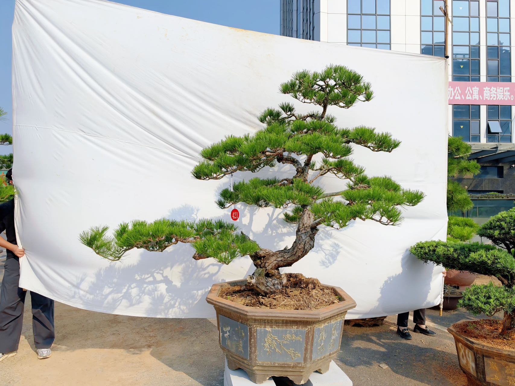 黑松造型桩景实拍